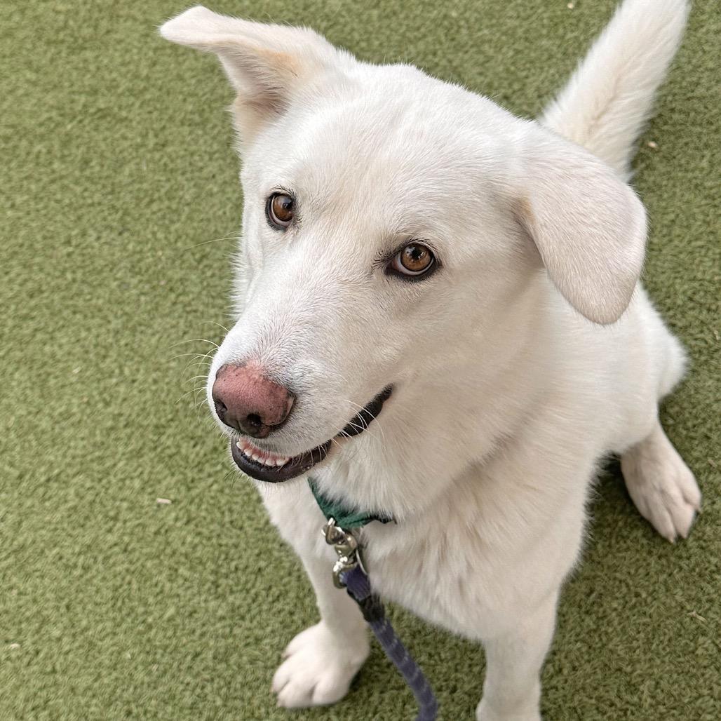 Enlarge Puff, a Adoptable Mixed Breed in Hailey, ID image 2/6