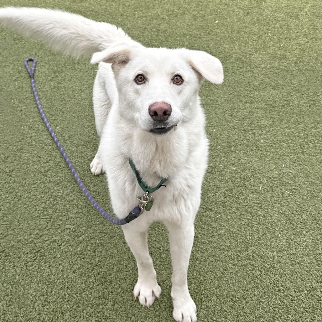 Enlarge Puff, a Adoptable Mixed Breed in Hailey, ID image 4/6