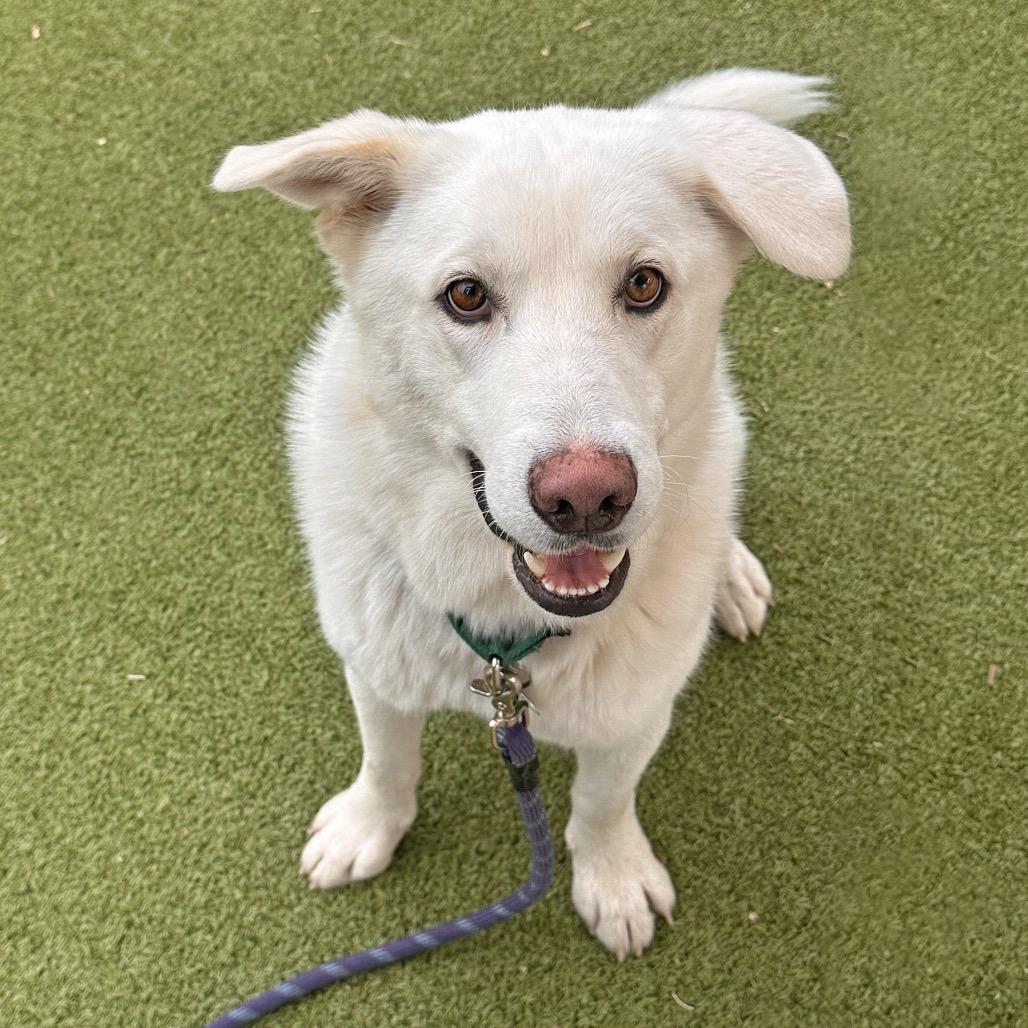 Enlarge Puff, a Adoptable Mixed Breed in Hailey, ID image 5/6