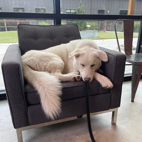 Enlarge Puff, a Adoptable Mixed Breed in Hailey, ID image 6/6