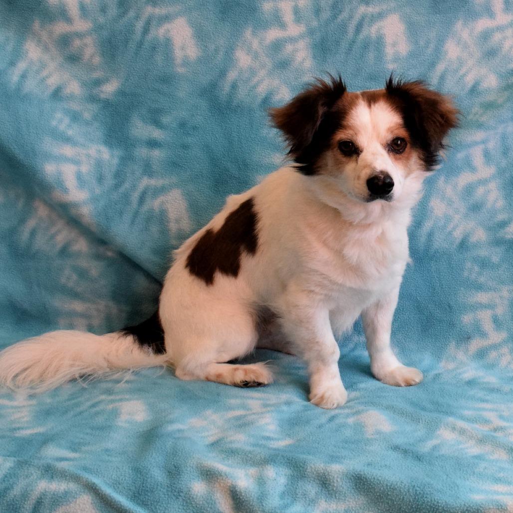 Aspen, Adoptable, Adult Male Papillon & Chihuahua.