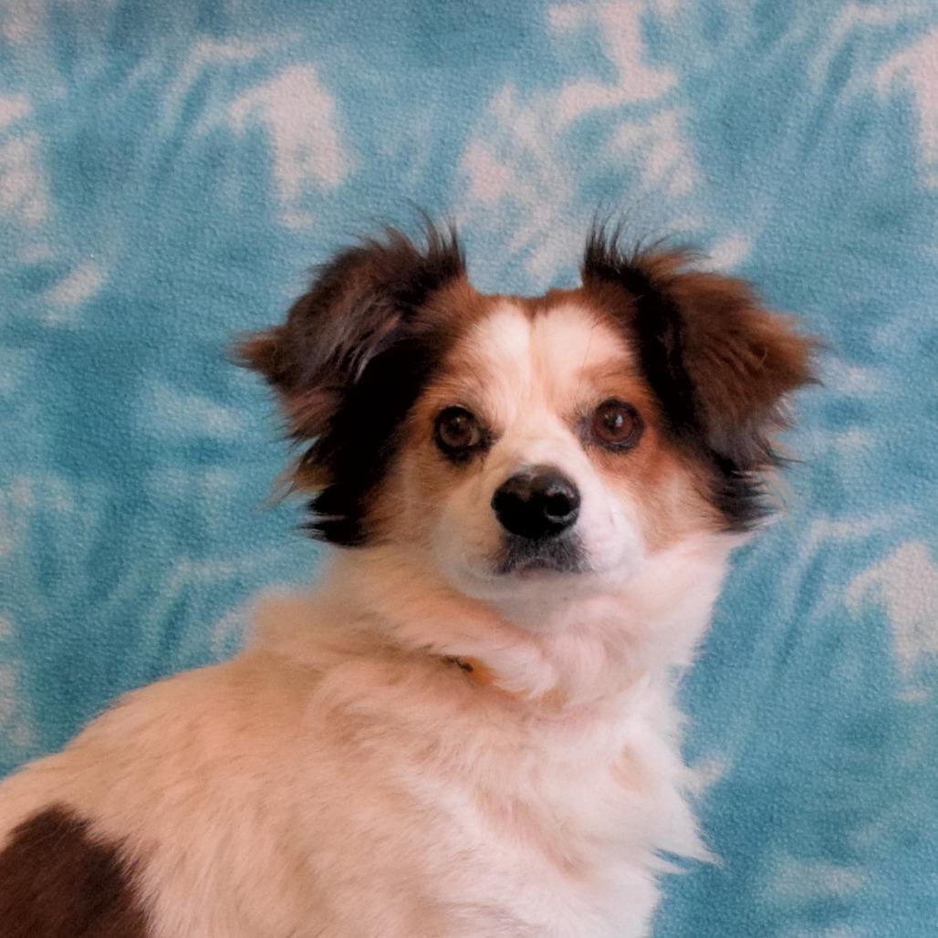 Enlarge Aspen, a Adoptable mixed breed in Eureka, CA image 2/3