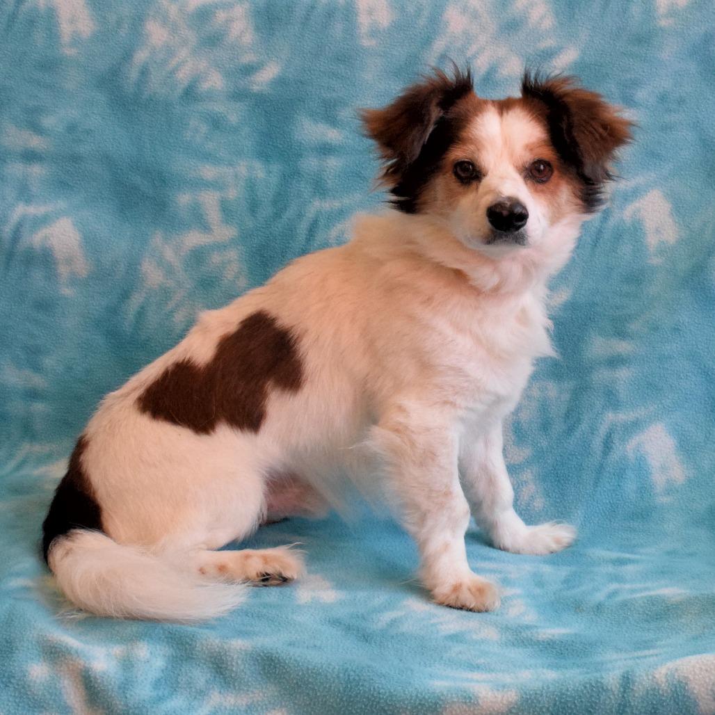 Enlarge Aspen, a Adoptable mixed breed in Eureka, CA image 3/3