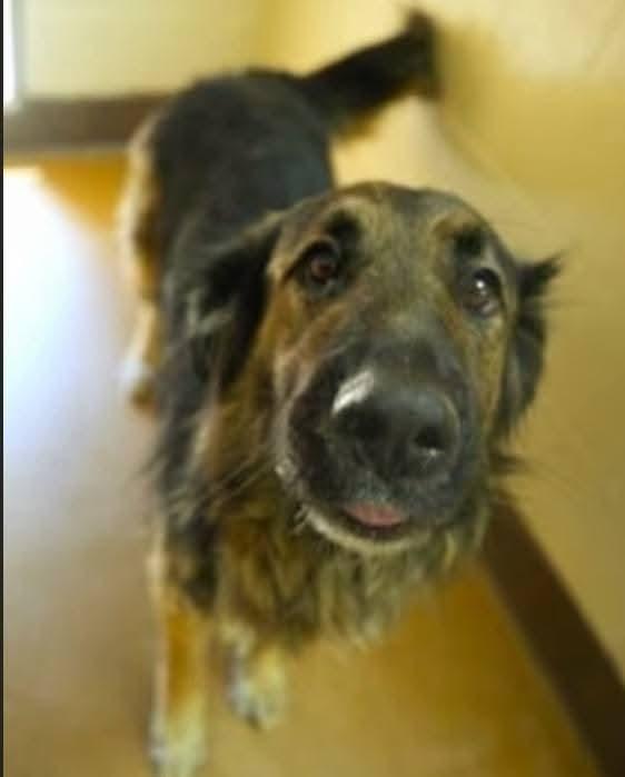 Enlarge Rainier #253953, a Adoptable German Shepherd Dog in PINON HILLS, CA image 1/1