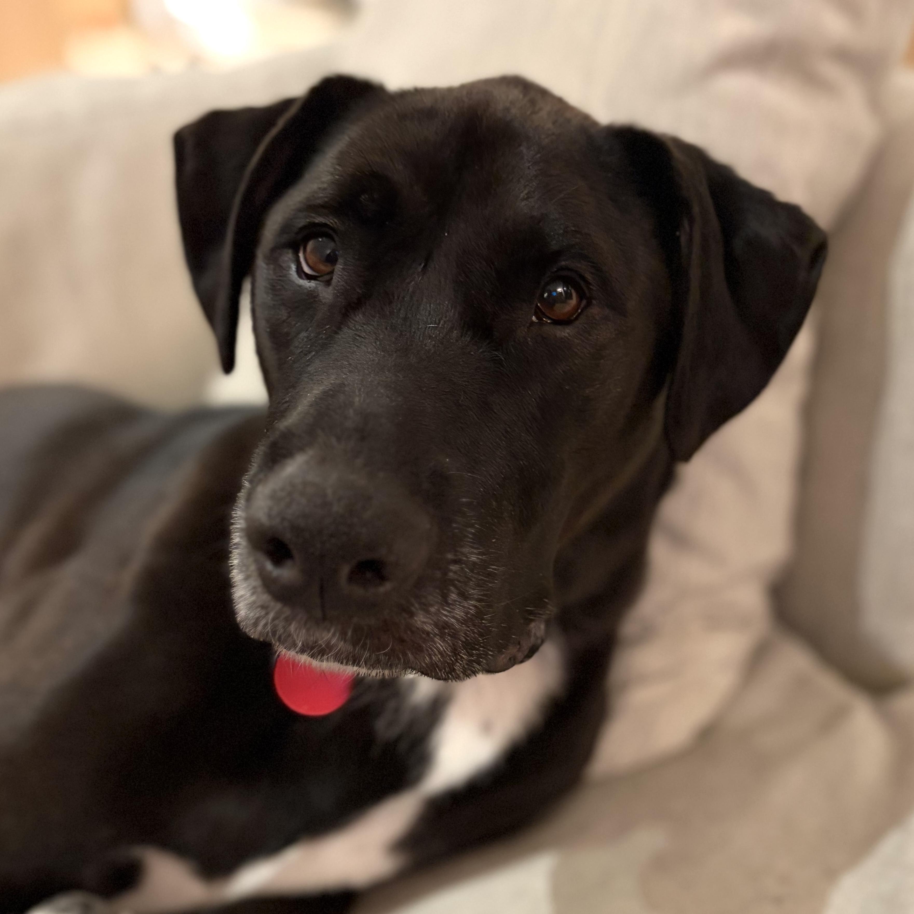 Enlarge Ryleigh, a Adoptable mixed breed in Brooklyn, NY image 1/6