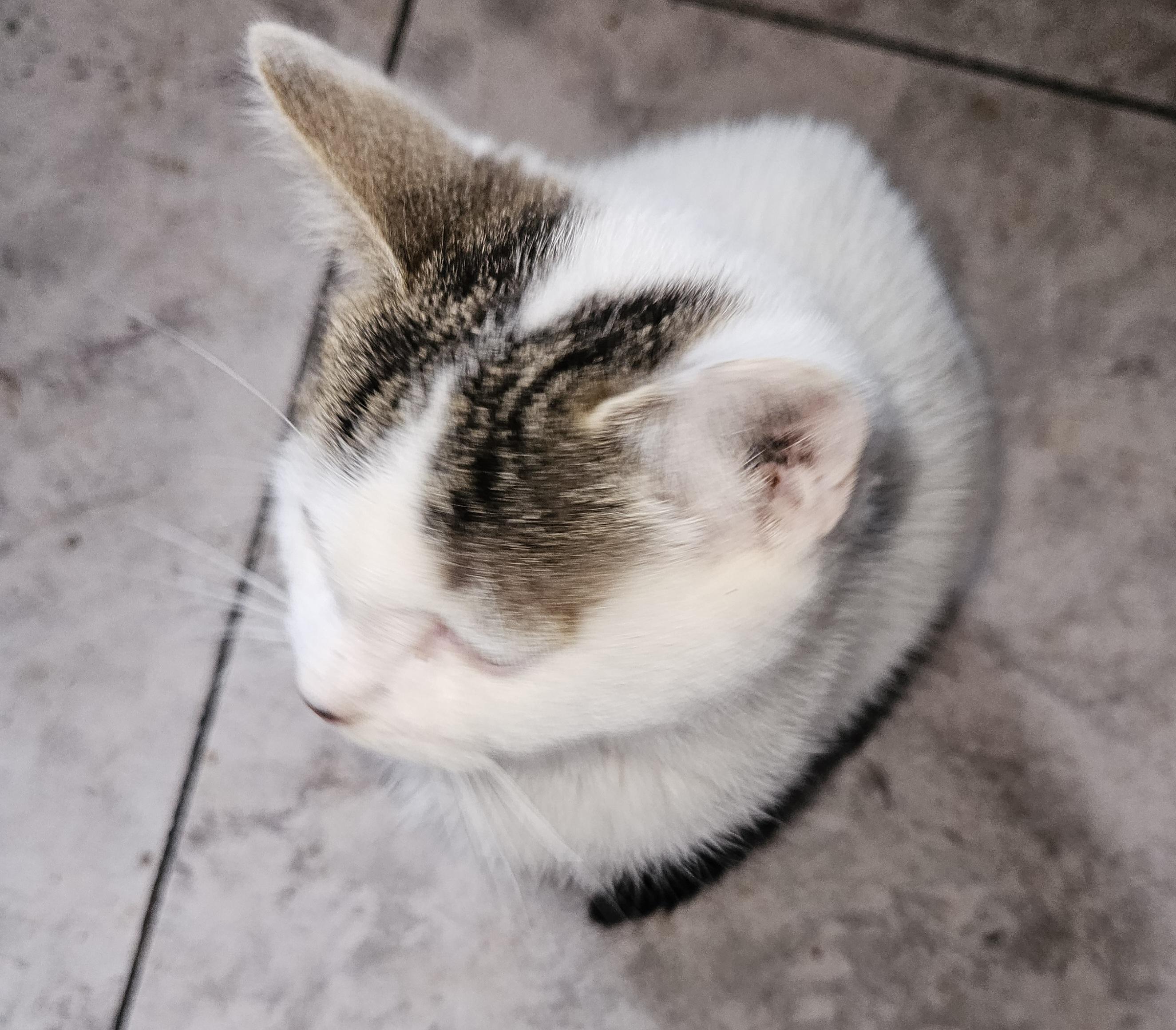 Gabby, Adoptable, Kitten Female Domestic Short Hair.