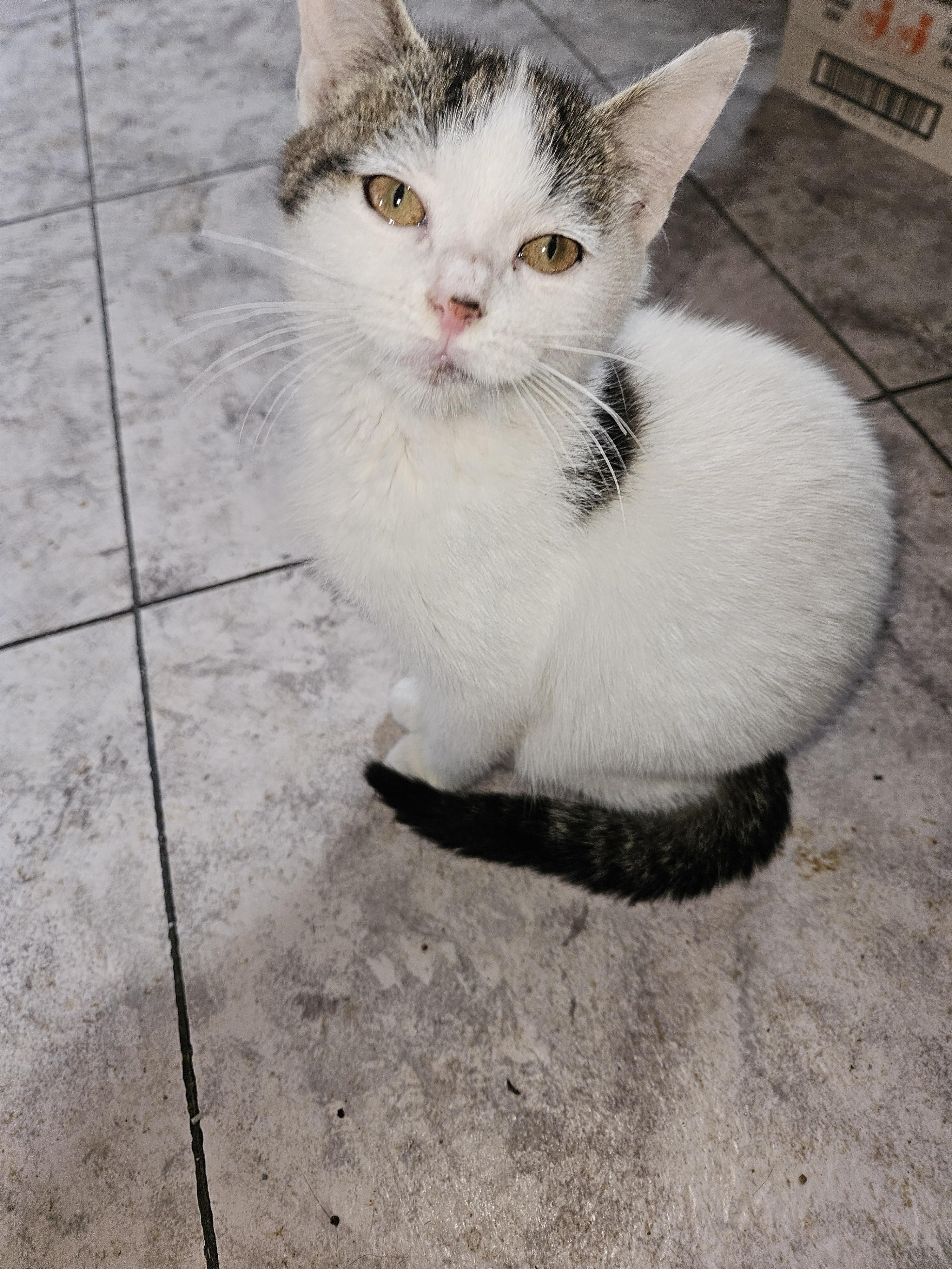 Enlarge Gabby, an adopted Domestic Short Hair in Mansfield, PA image 3/4