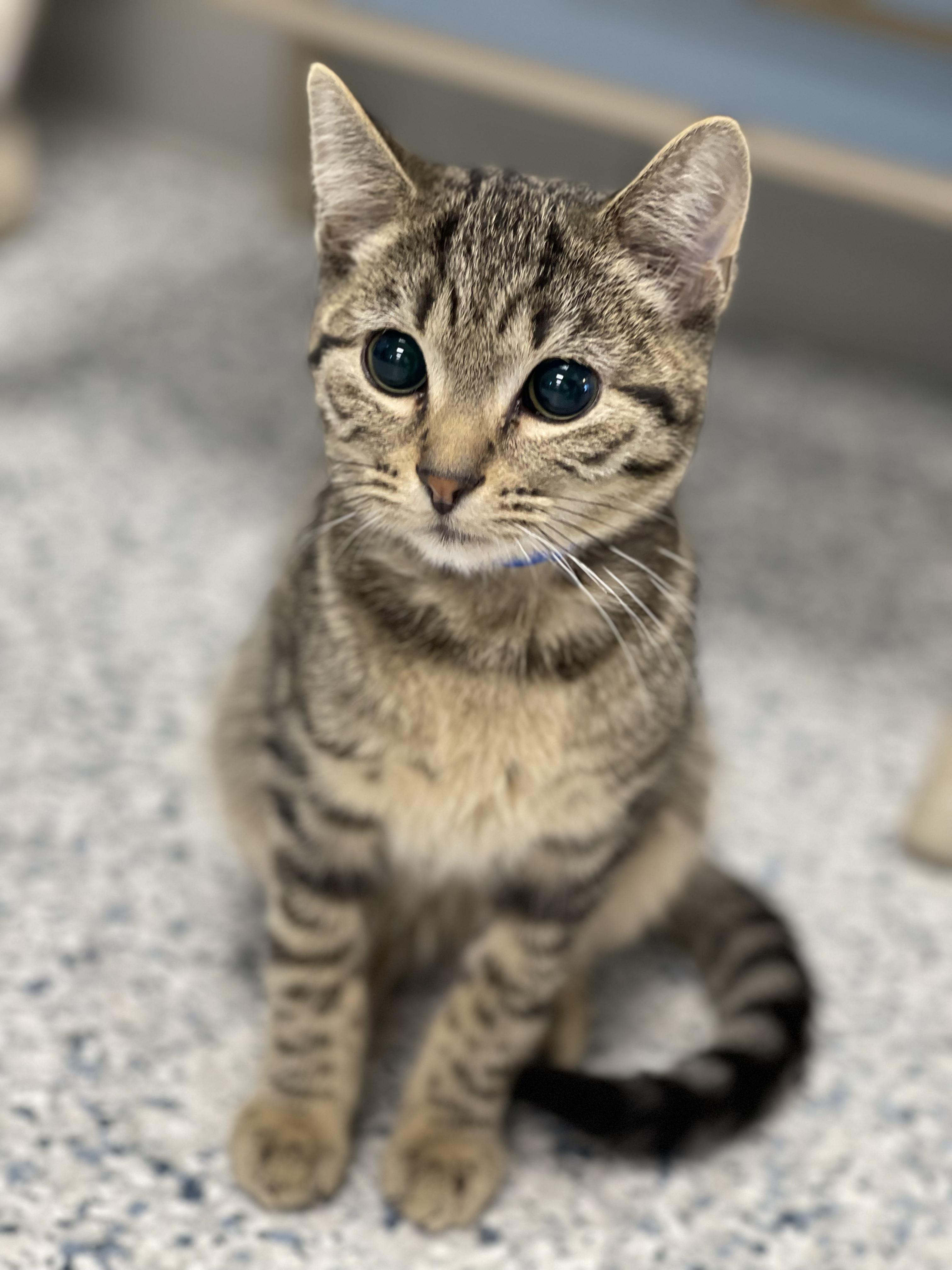 Enlarge Holmes, a Adoptable Domestic Short Hair in Farmington, MO image 1/2