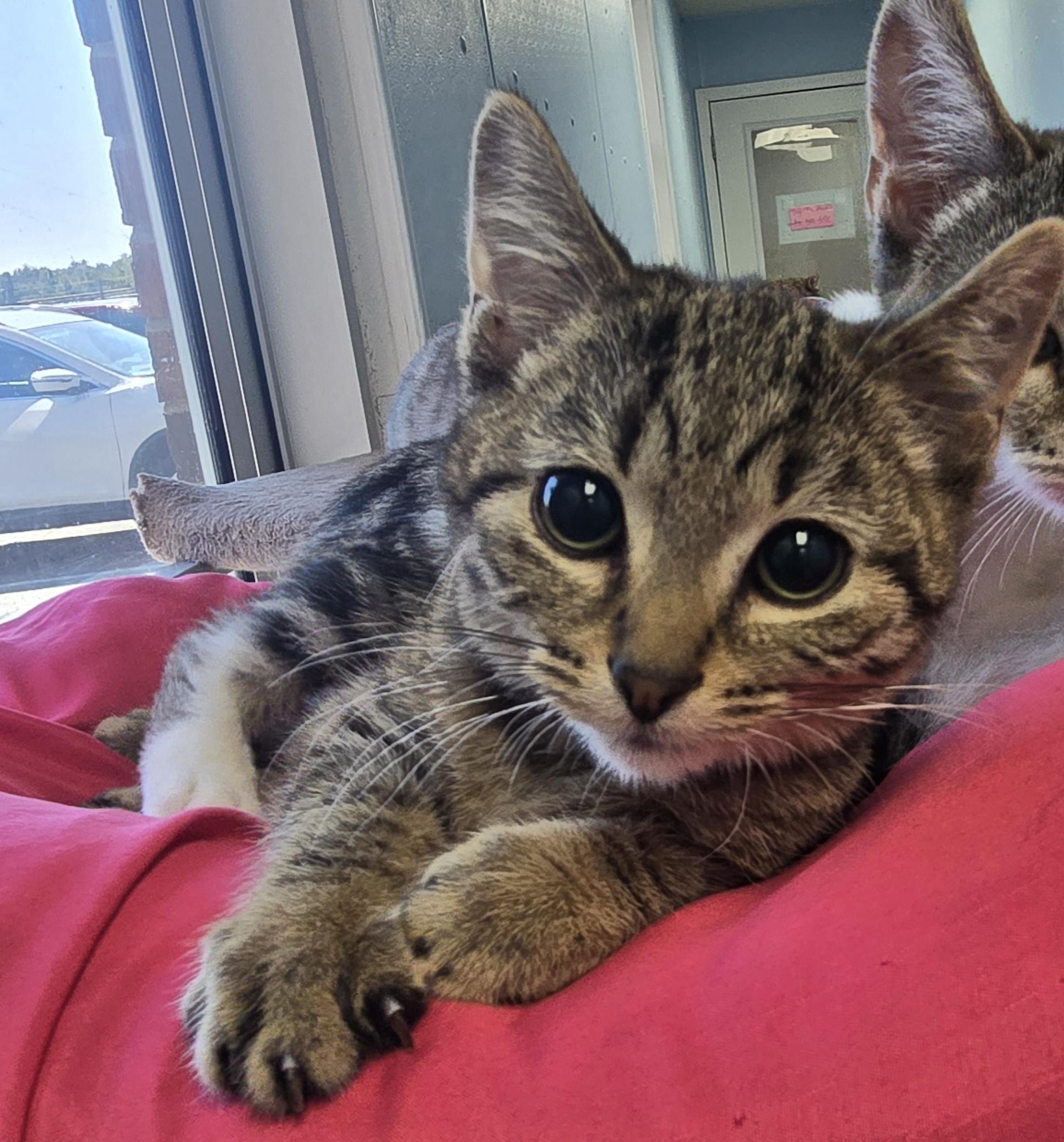 Enlarge Holmes, a Adoptable Domestic Short Hair in Farmington, MO image 2/2