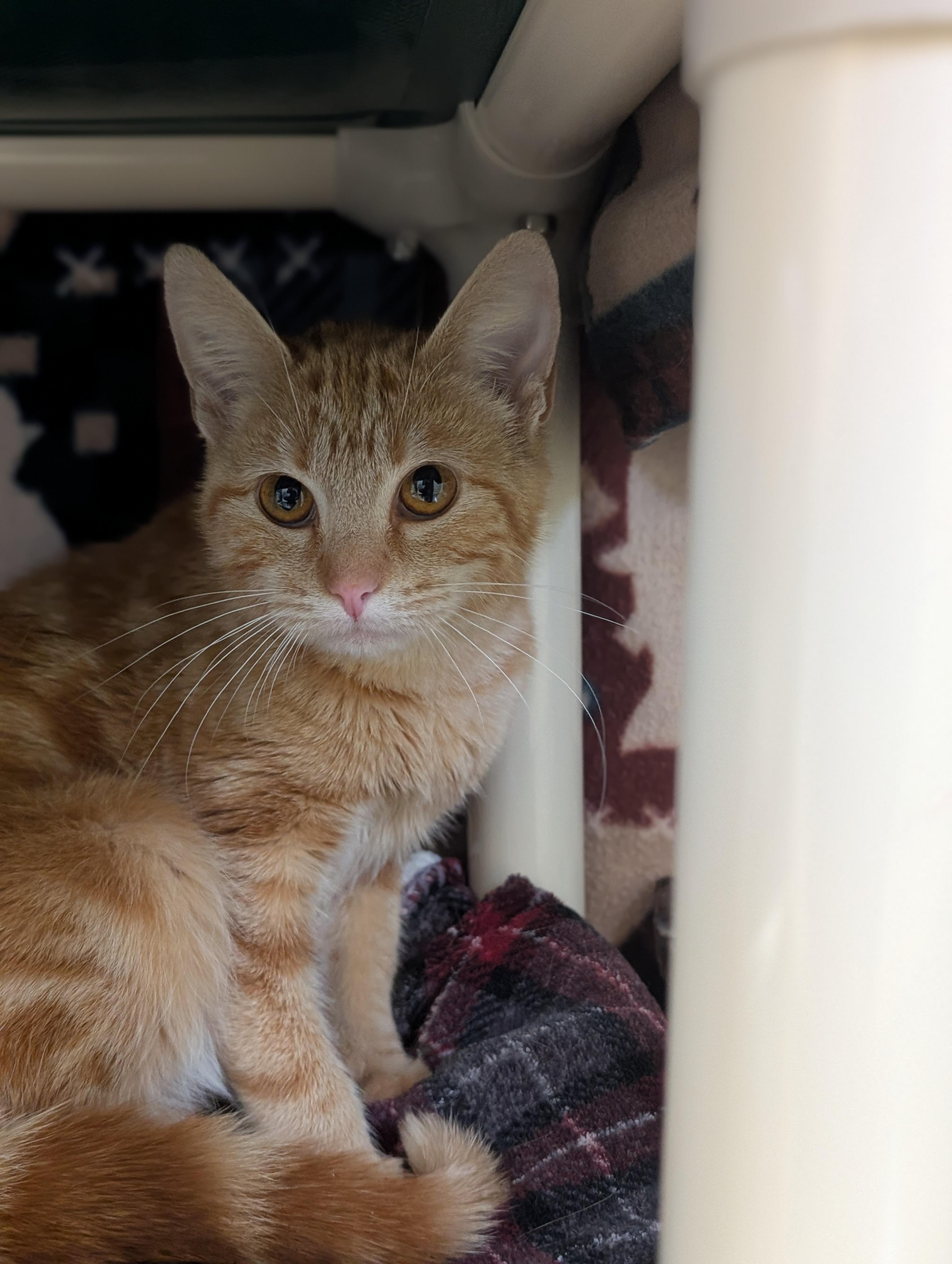 Enlarge Faith, a ADOPTABLE Domestic Short Hair in Jefferson, WI image 2/2