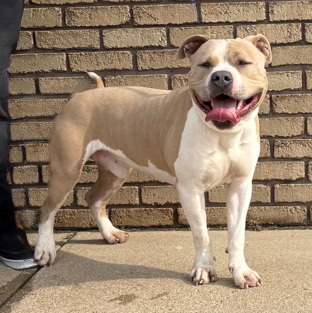 Enlarge Dawson, a Adoptable Pit Bull Terrier in Columbus, NE image 1/1