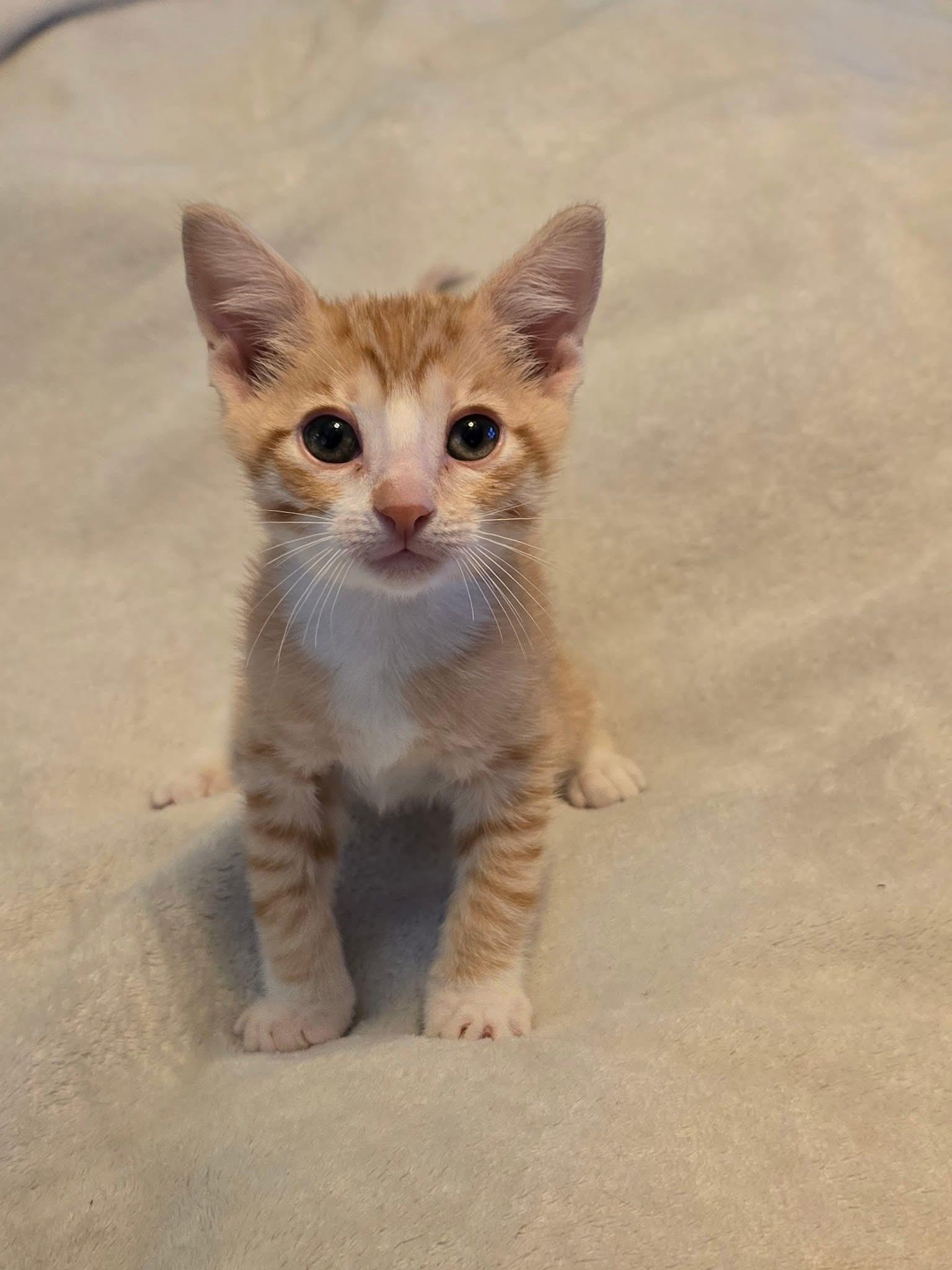 Bellini, Arnold Palmer, Sangria, Pina Colada, Mojito, Adopted, Kitten Female Domestic Short Hair & Calico.