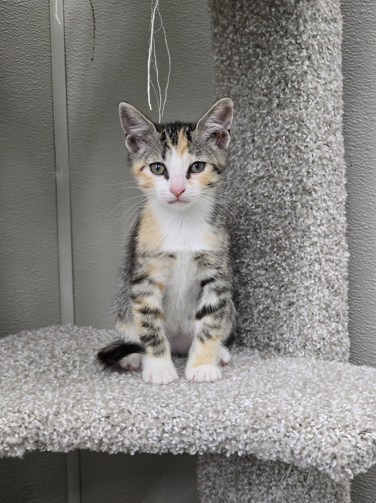 Bellini, Arnold Palmer, Sangria, Pina Colada, Mojito, a Adopted mixed breed in Providence Forge, VA image 2/6