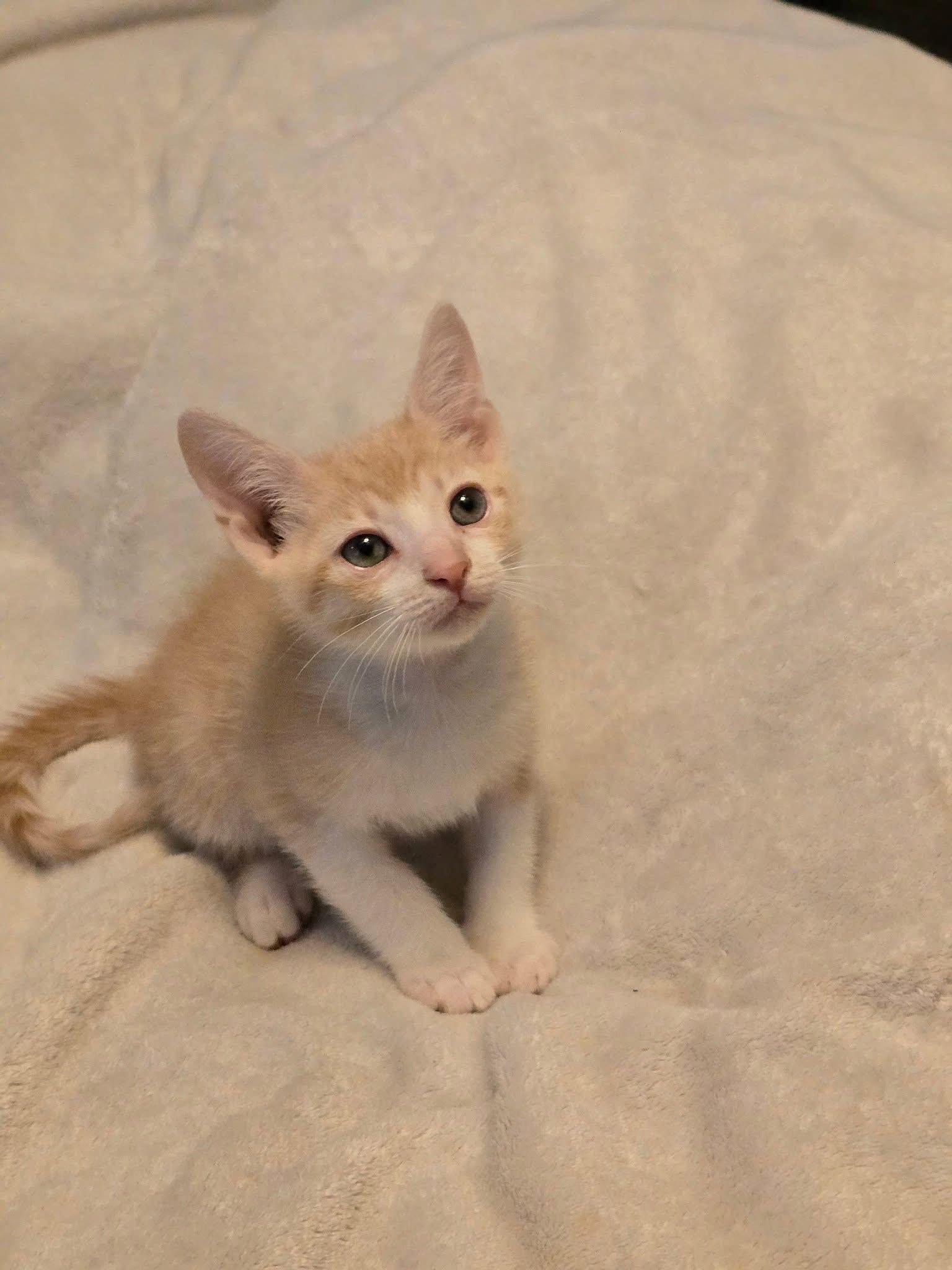 Bellini, Arnold Palmer, Sangria, Pina Colada, Mojito, a Adopted mixed breed in Providence Forge, VA image 3/6