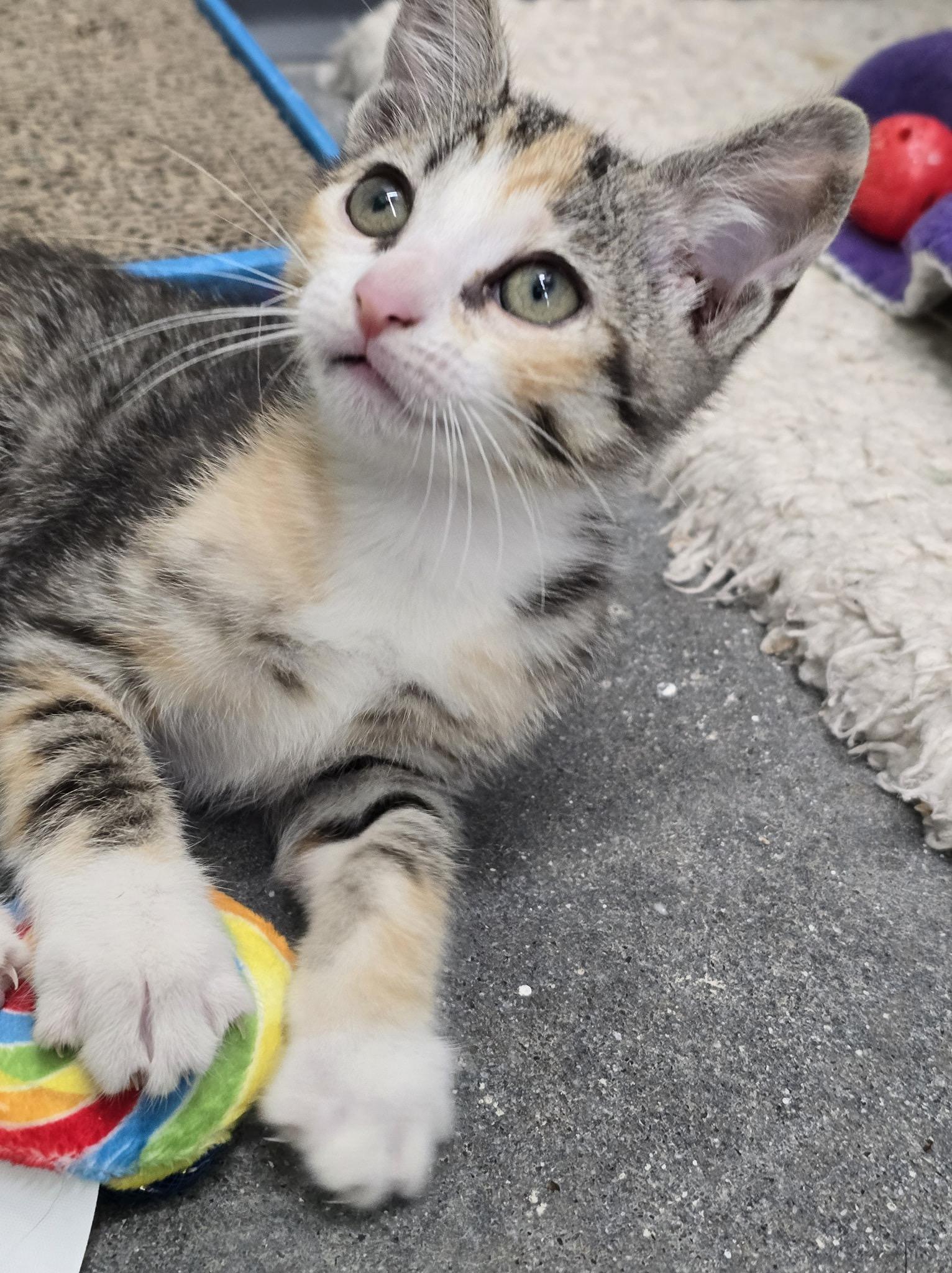 Bellini, Arnold Palmer, Sangria, Pina Colada, Mojito, a Adopted mixed breed in Providence Forge, VA image 4/6