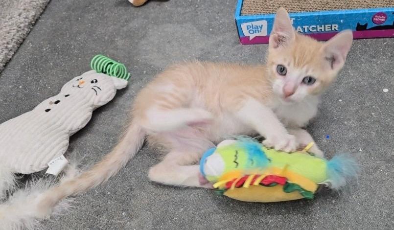 Bellini, Arnold Palmer, Sangria, Pina Colada, Mojito, a Adopted mixed breed in Providence Forge, VA image 5/6