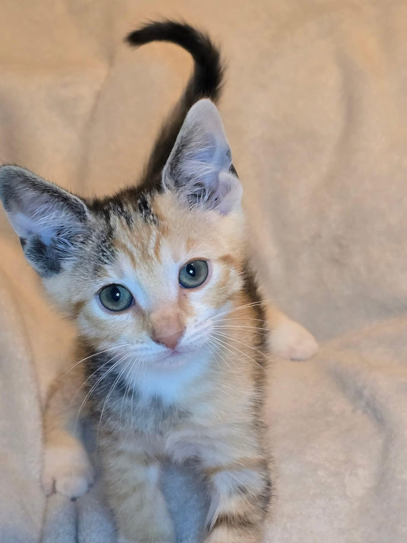 Bellini, Arnold Palmer, Sangria, Pina Colada, Mojito, a Adopted mixed breed in Providence Forge, VA image 6/6