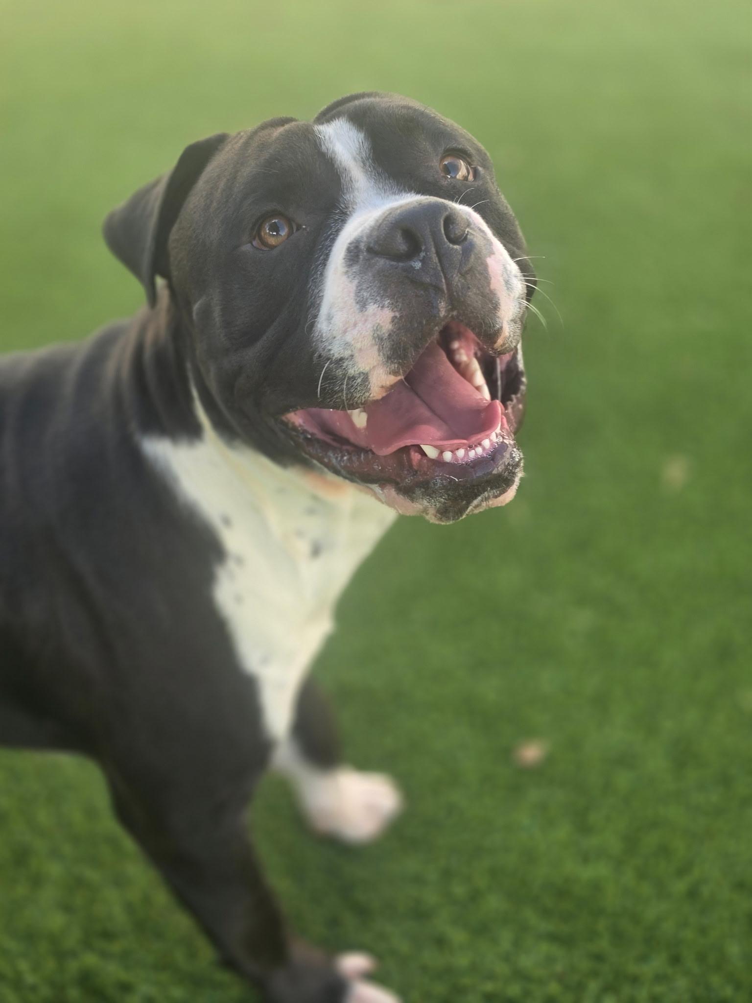 Enlarge Brock, a Adoptable Pit Bull Terrier in Allen, TX image 3/3