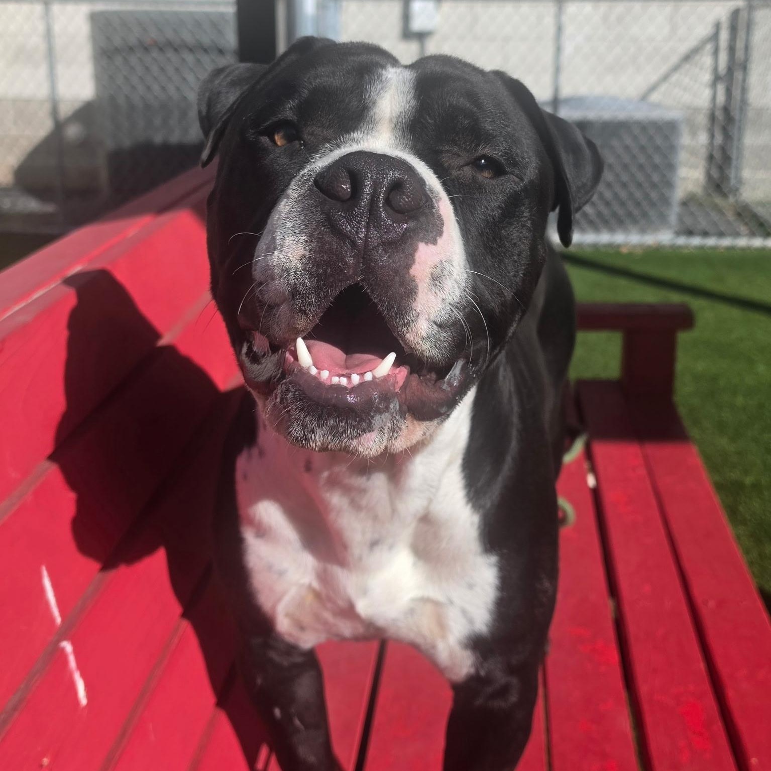 Brock, Adoptable, Adult Male Pit Bull Terrier.