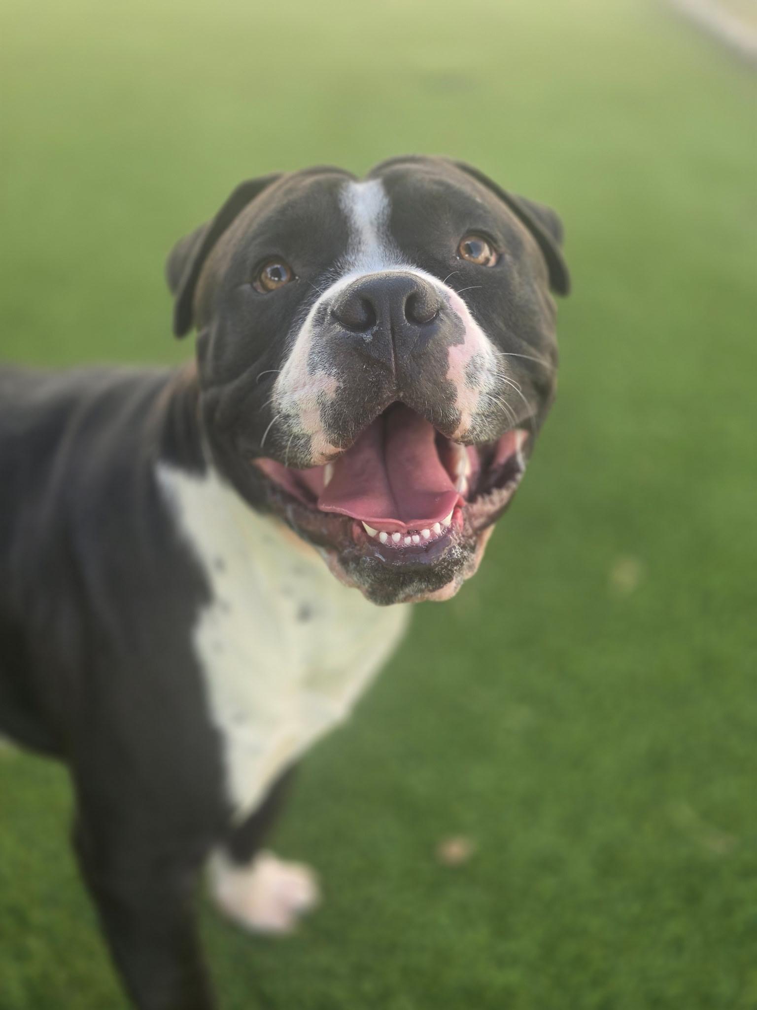Enlarge Brock, a Adoptable Pit Bull Terrier in Allen, TX image 2/3