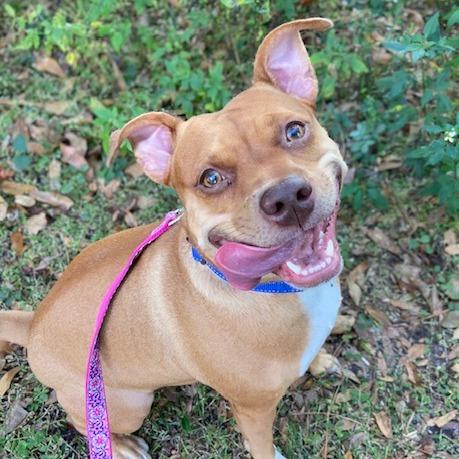 Lainey, Adoptable, Adult Female Mixed Breed.