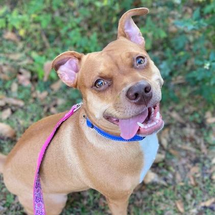 Enlarge Lainey, a Adoptable Mixed Breed in Jacksonville, FL image 2/6