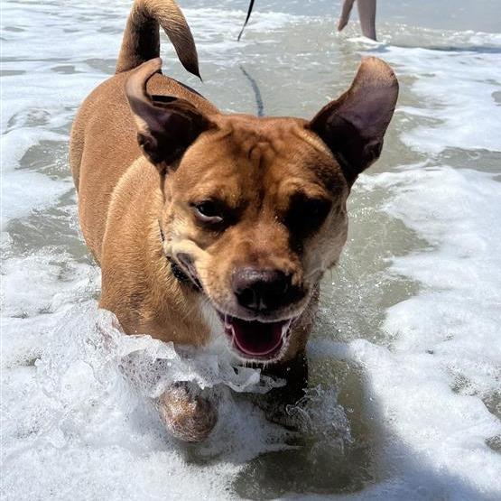 Enlarge Lainey, a Adoptable Mixed Breed in Jacksonville, FL image 4/6