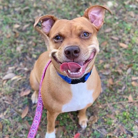 Enlarge Lainey, a Adoptable Mixed Breed in Jacksonville, FL image 3/6