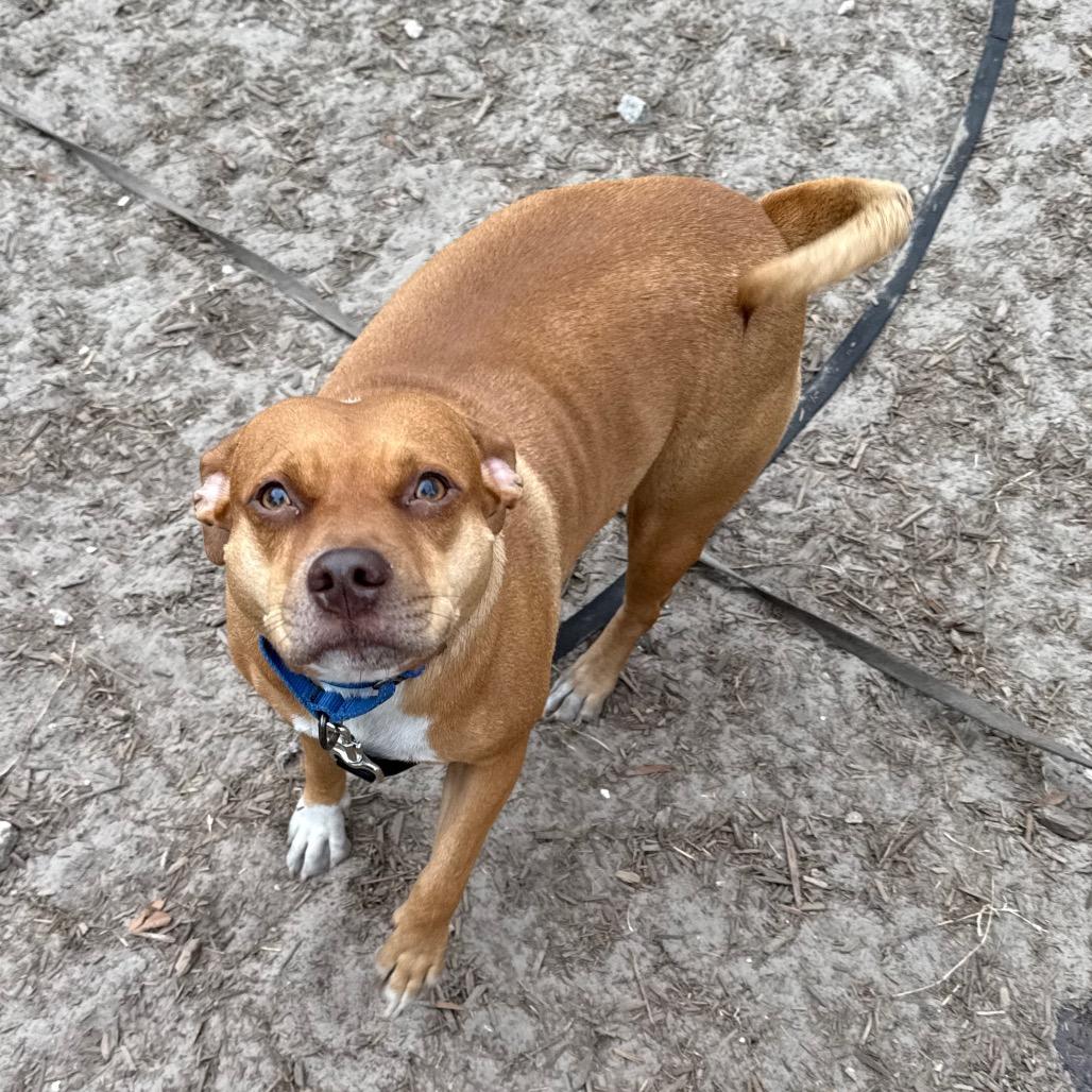 Enlarge Lainey, a Adoptable Mixed Breed in Jacksonville, FL image 4/6