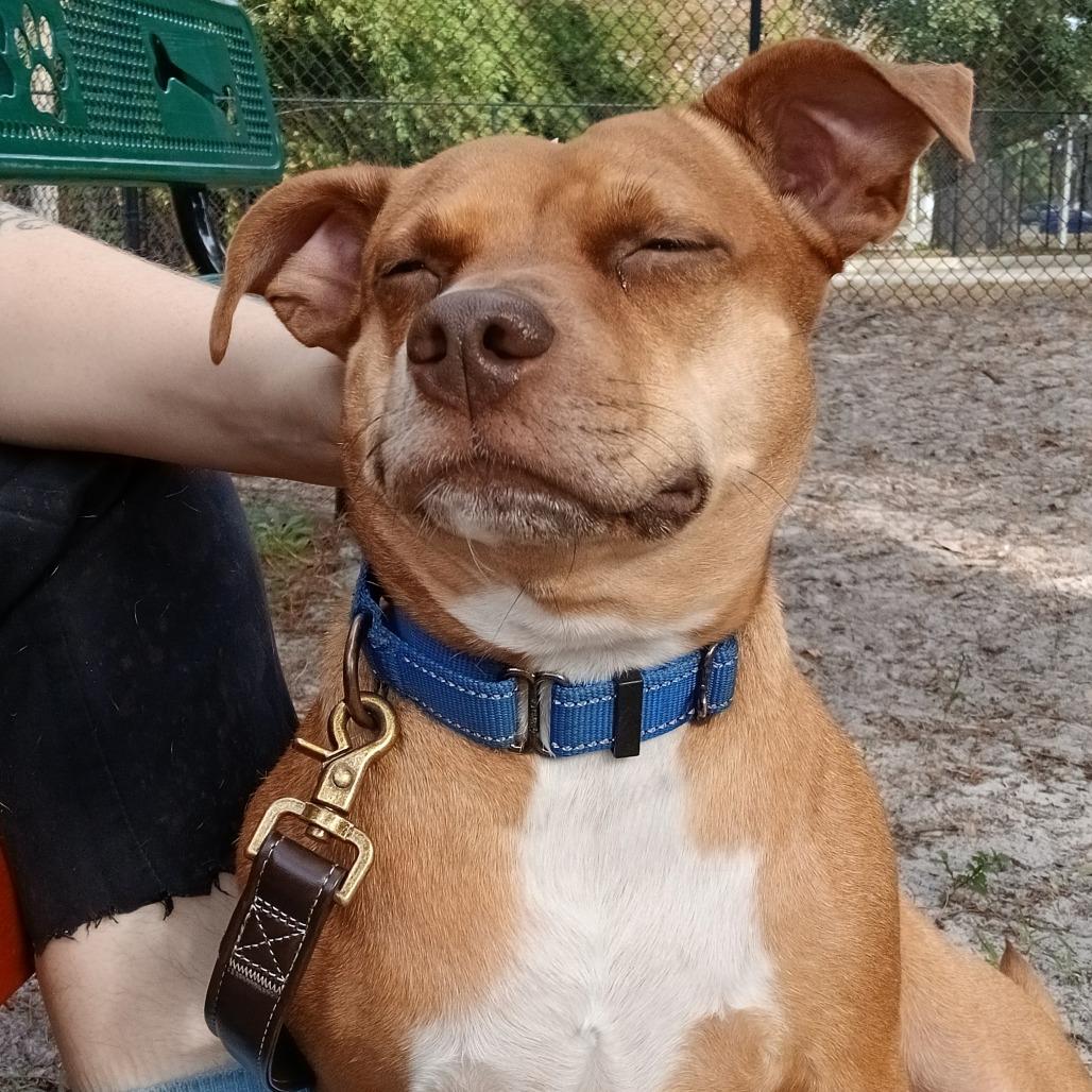 Enlarge Lainey, a Adoptable Mixed Breed in Jacksonville, FL image 5/6