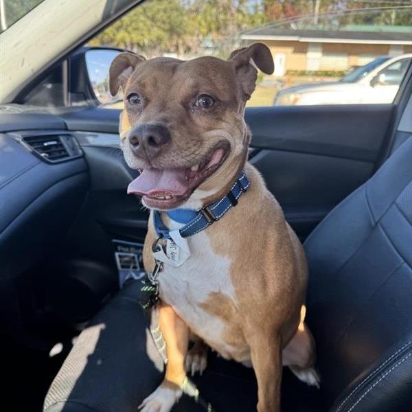 Enlarge Lainey, a Adoptable Mixed Breed in Jacksonville, FL image 6/6