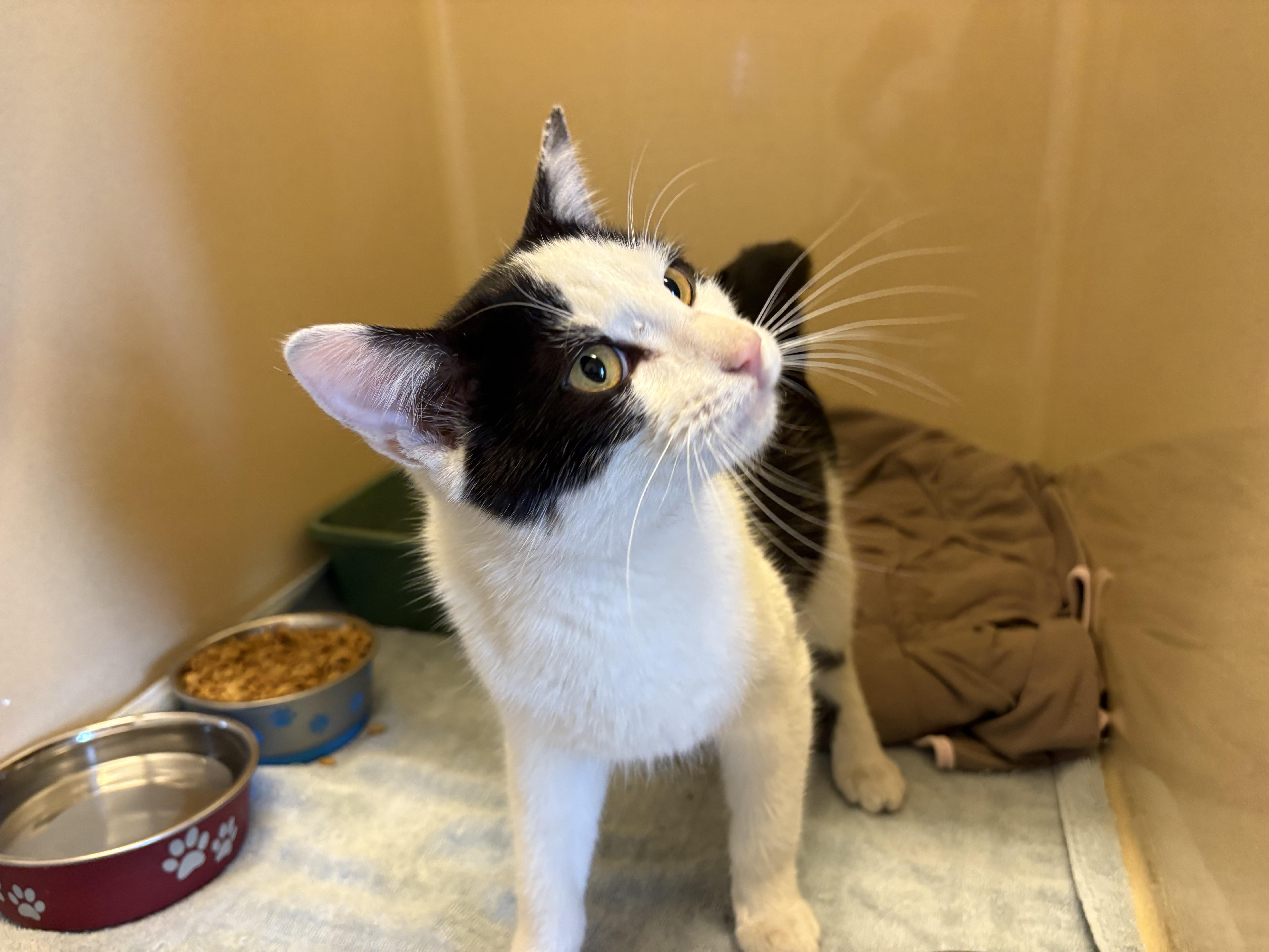 Stray DSH, a ADOPTABLE mixed breed in Hays, KS image 4/6