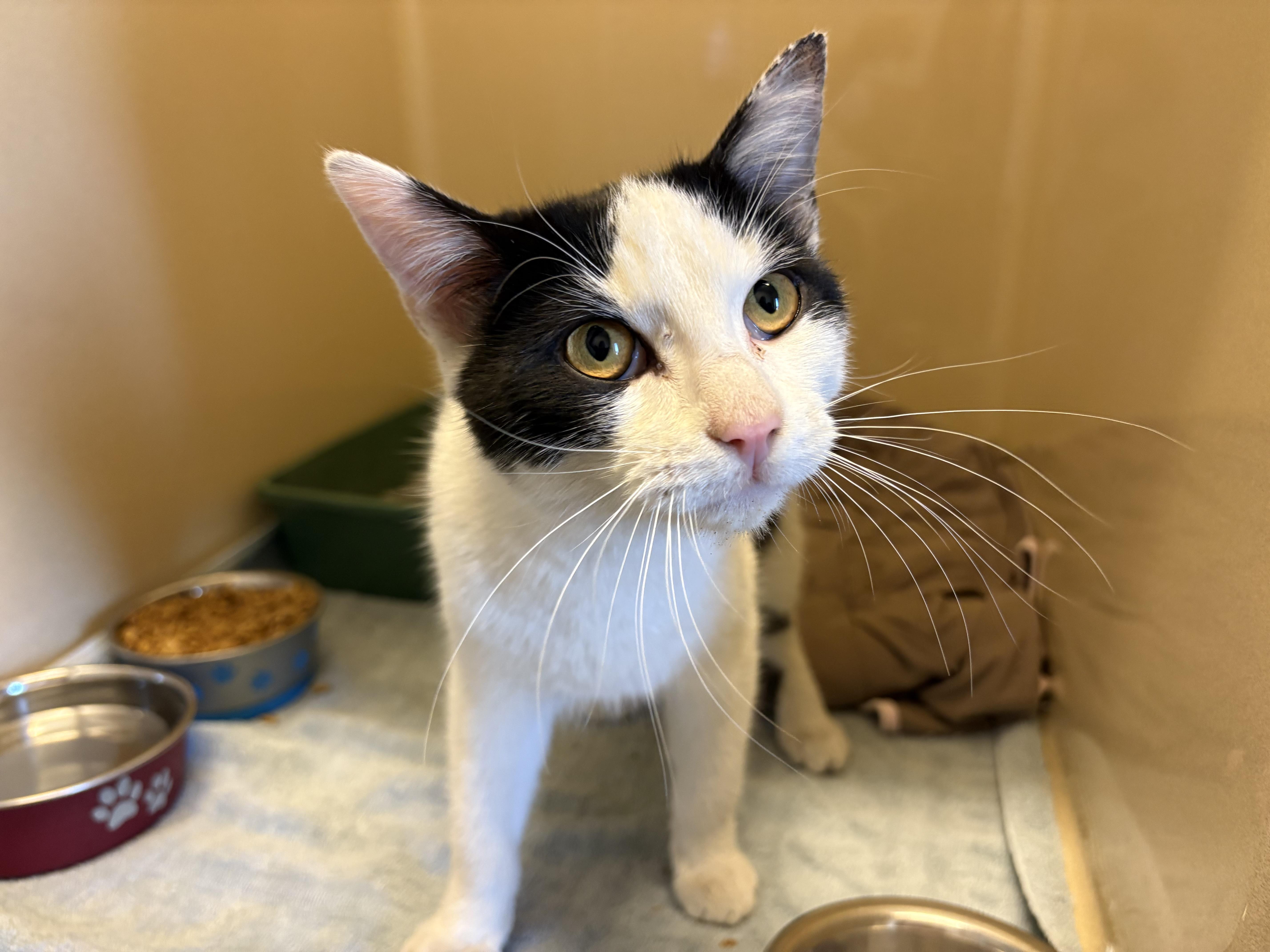 Stray DSH, a ADOPTABLE mixed breed in Hays, KS image 3/6