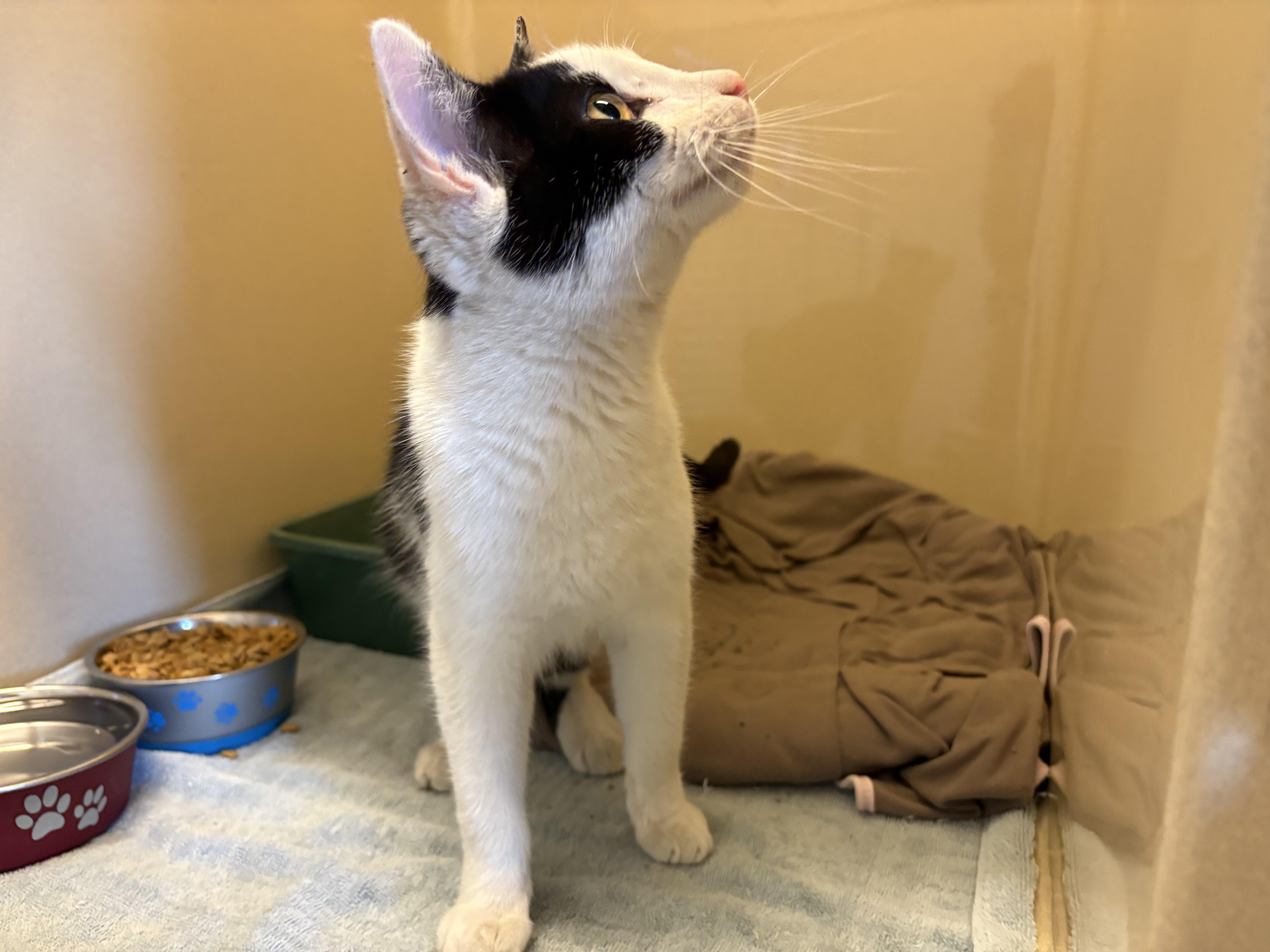 Stray DSH, a ADOPTABLE mixed breed in Hays, KS image 5/6