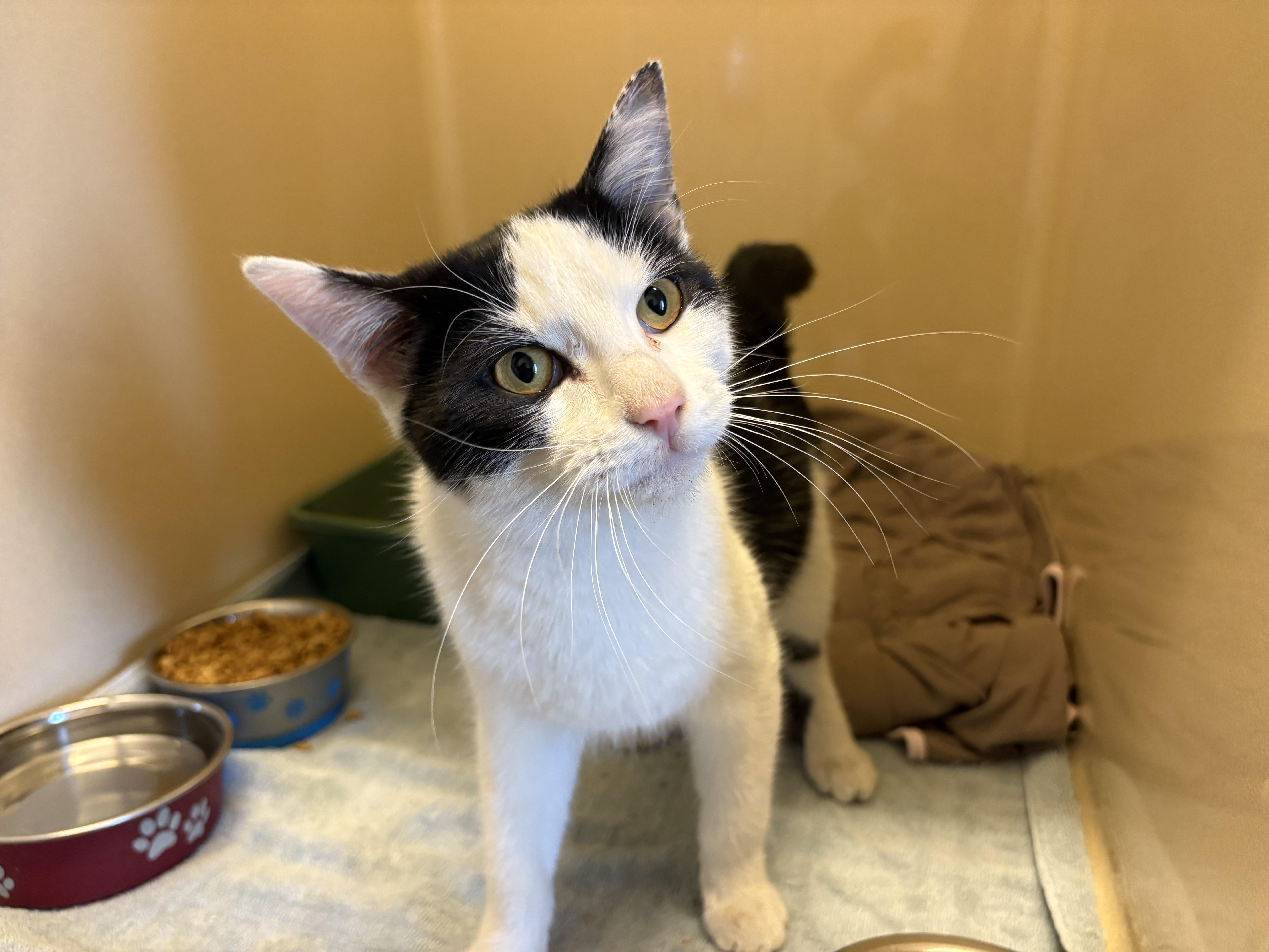 Stray DSH, a ADOPTABLE mixed breed in Hays, KS image 1/6