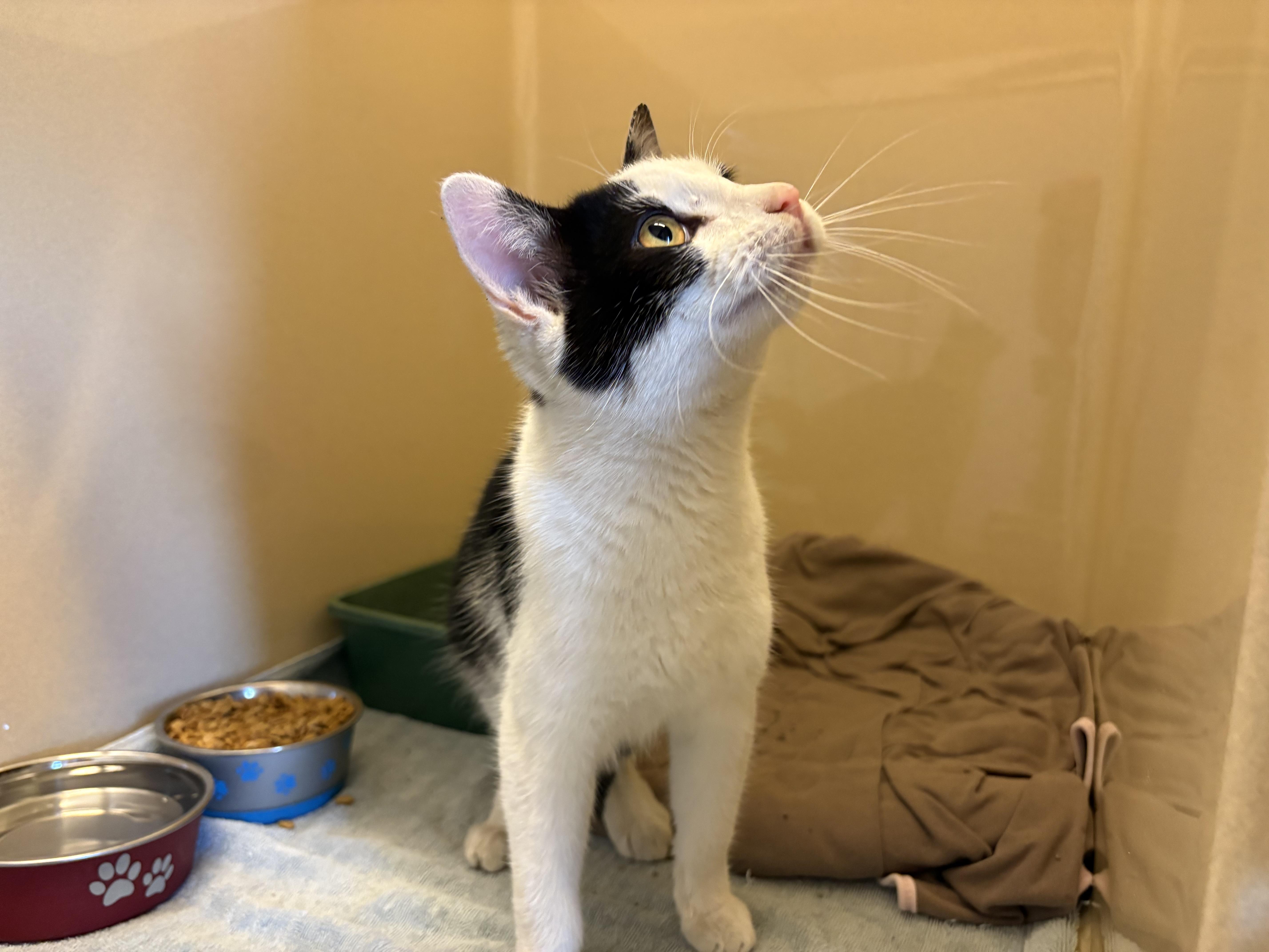 Stray DSH, a ADOPTABLE mixed breed in Hays, KS image 2/6