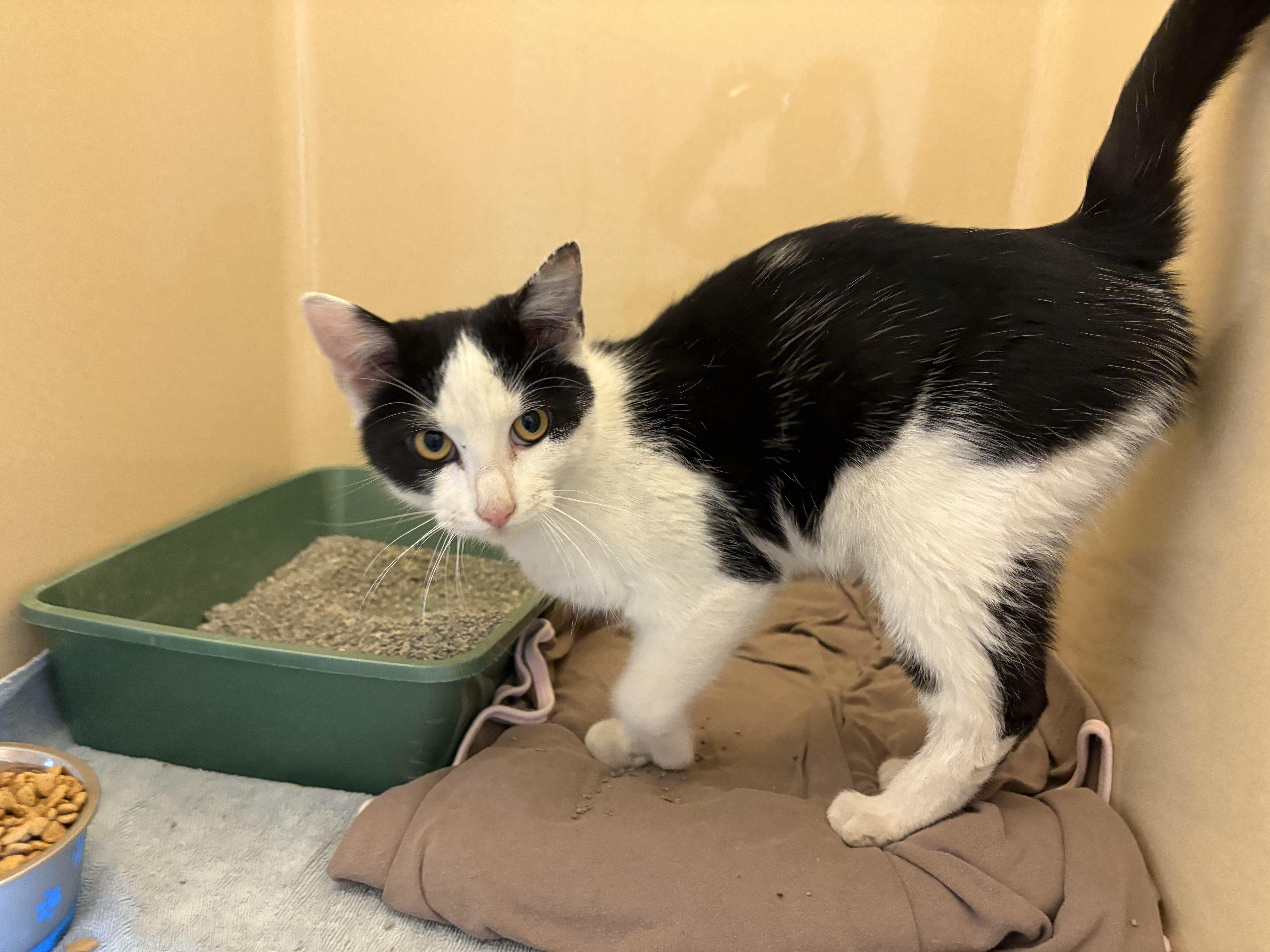 Stray DSH, a ADOPTABLE mixed breed in Hays, KS image 6/6