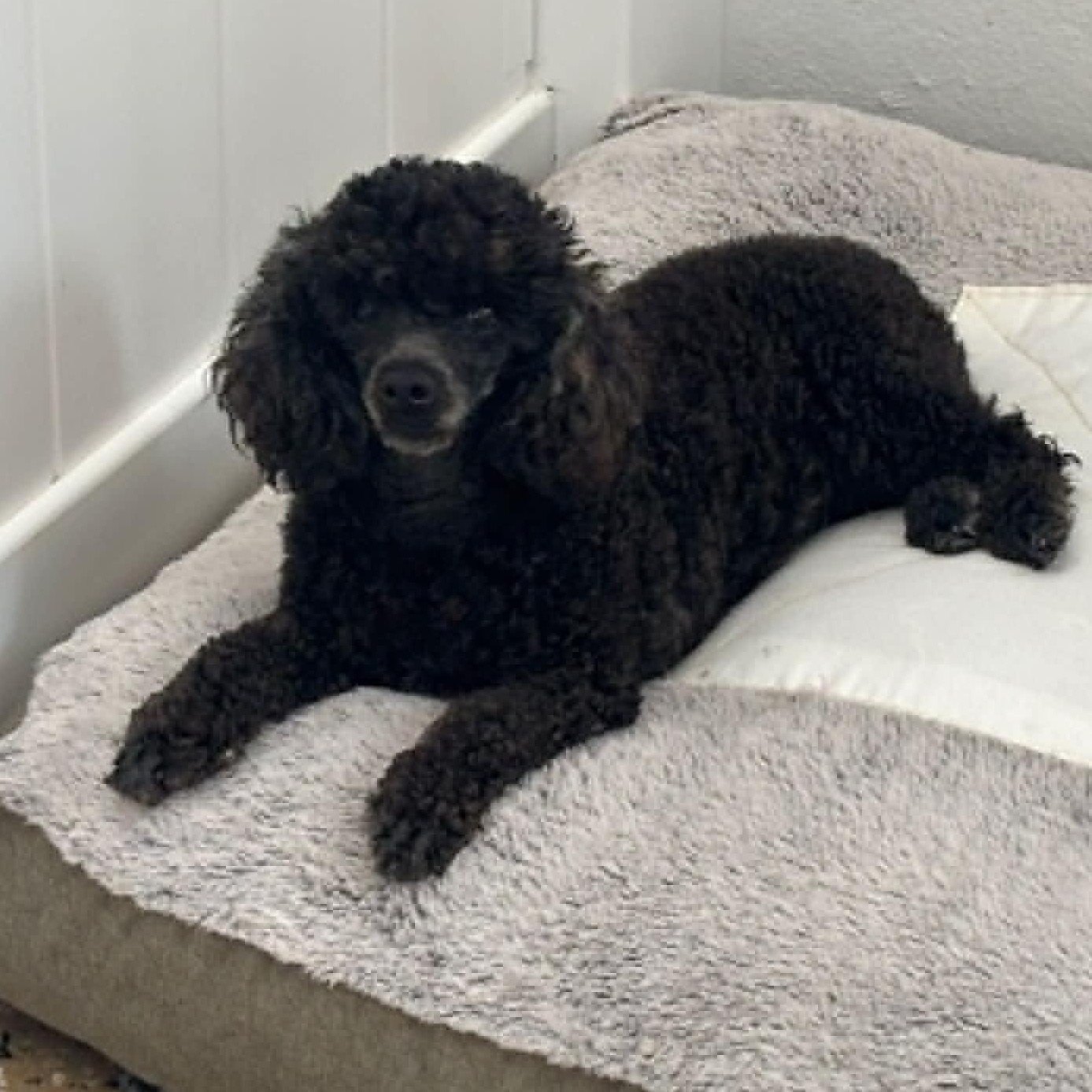 Enlarge Lupe, a Adoptable Miniature Poodle in Philadelphia, PA image 5/5
