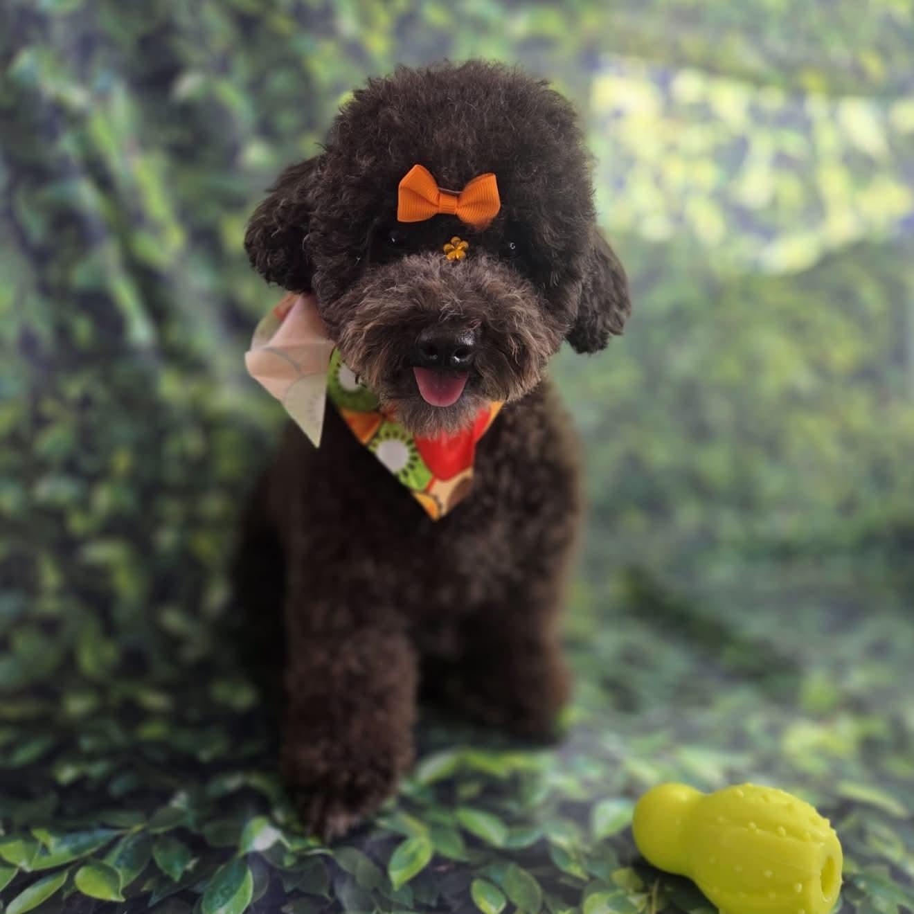 Lupe, Adoptable, Adult Female Miniature Poodle.
