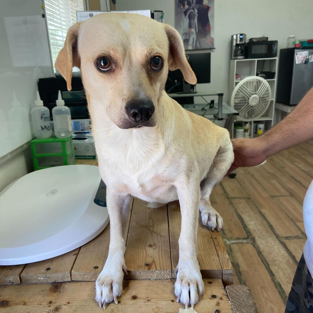 Chico C., Adoptable, Adult Male Terrier & Mixed Breed.