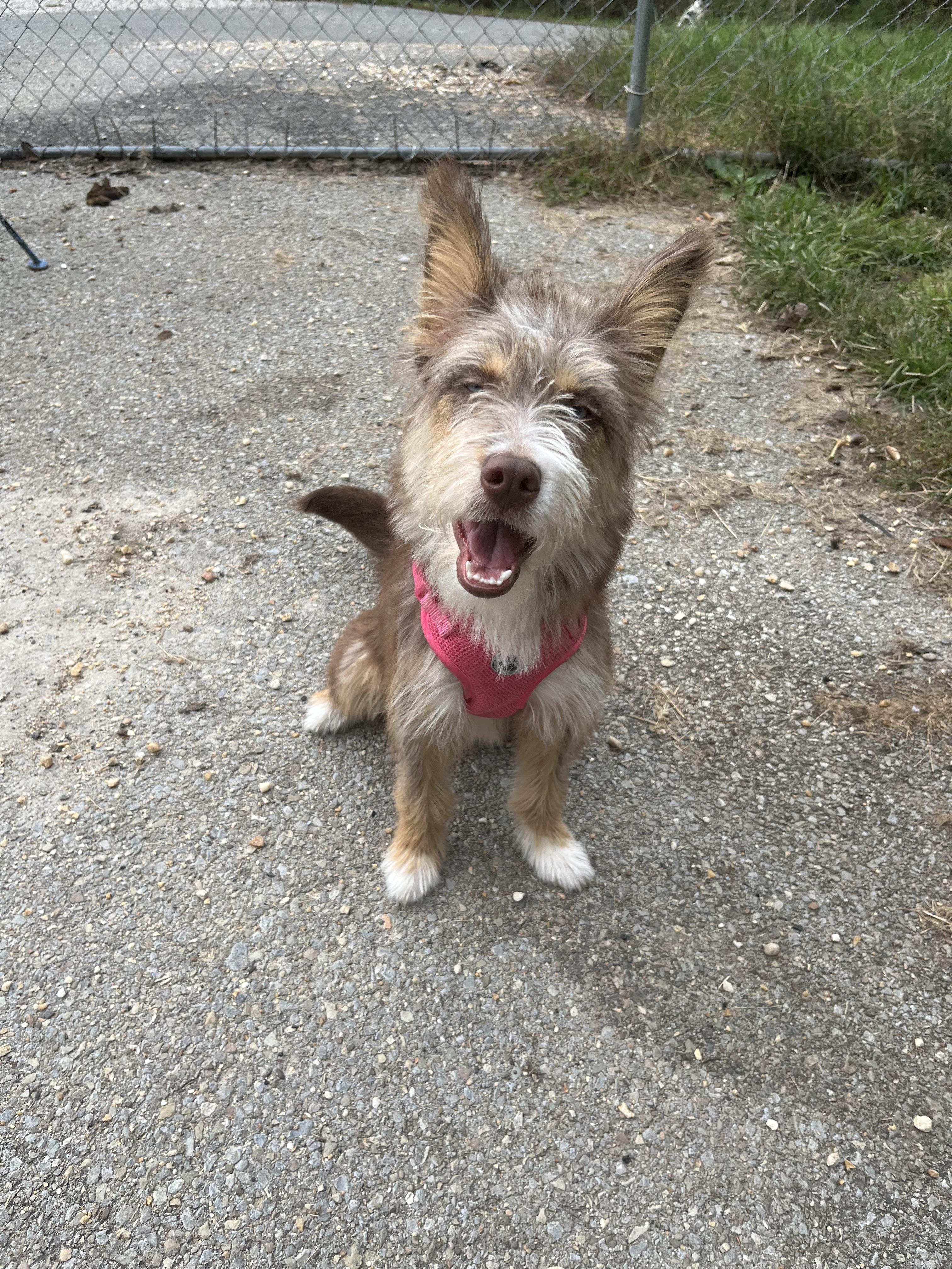 Ginger 2, Adoptable, Young Female Siberian Husky & Standard Poodle.