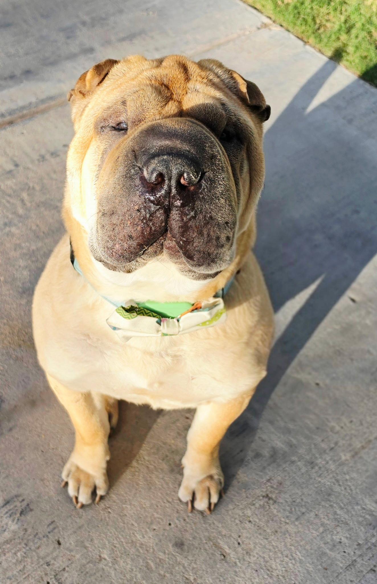 Sir Oscar Gnocchi Meatloaf lV, Adoptable, Adult Male Shar-Pei.