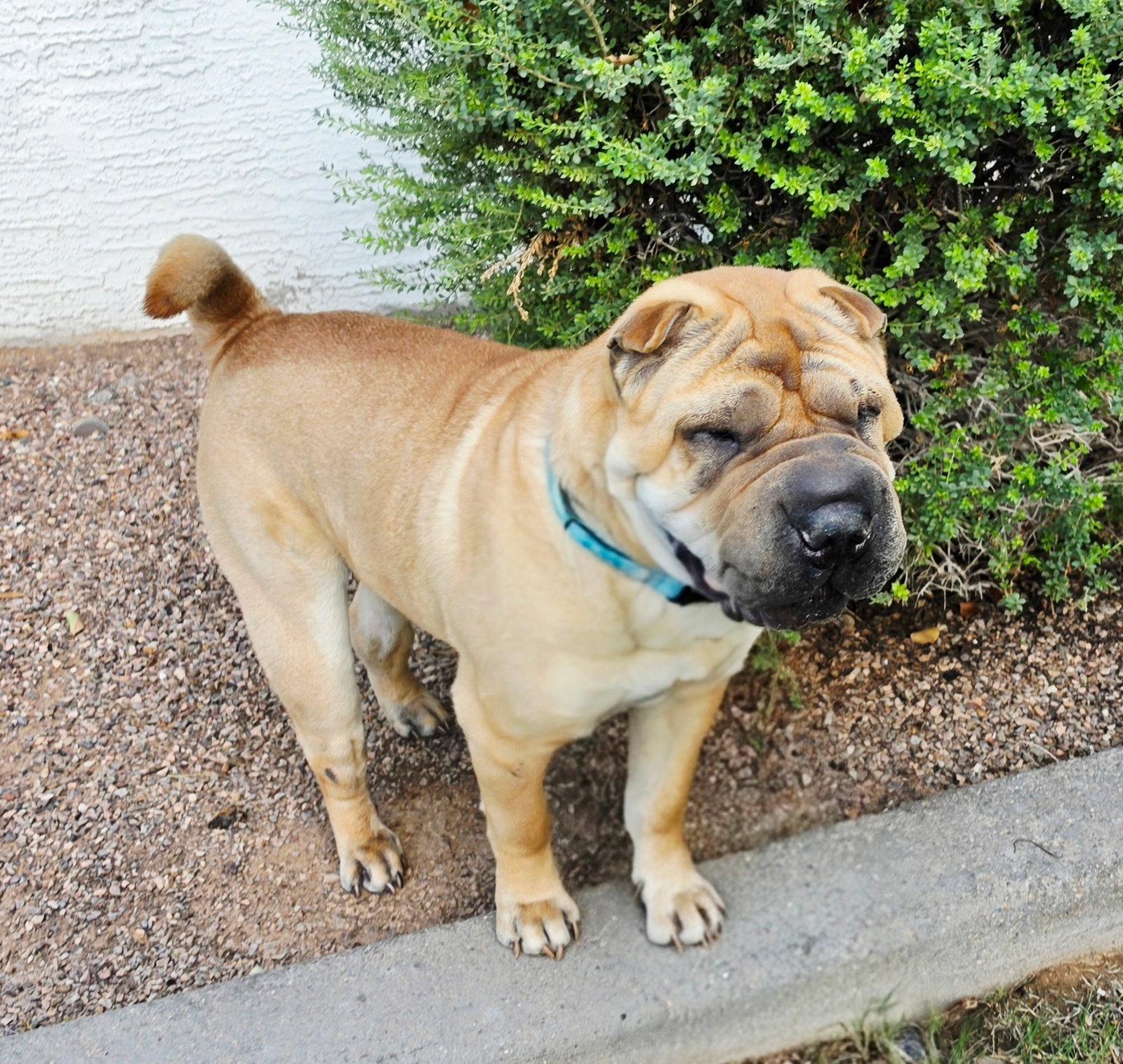 Enlarge Sir Oscar Gnocchi Meatloaf lV, a Adoptable Shar-Pei in Phoenix, AZ image 2/3