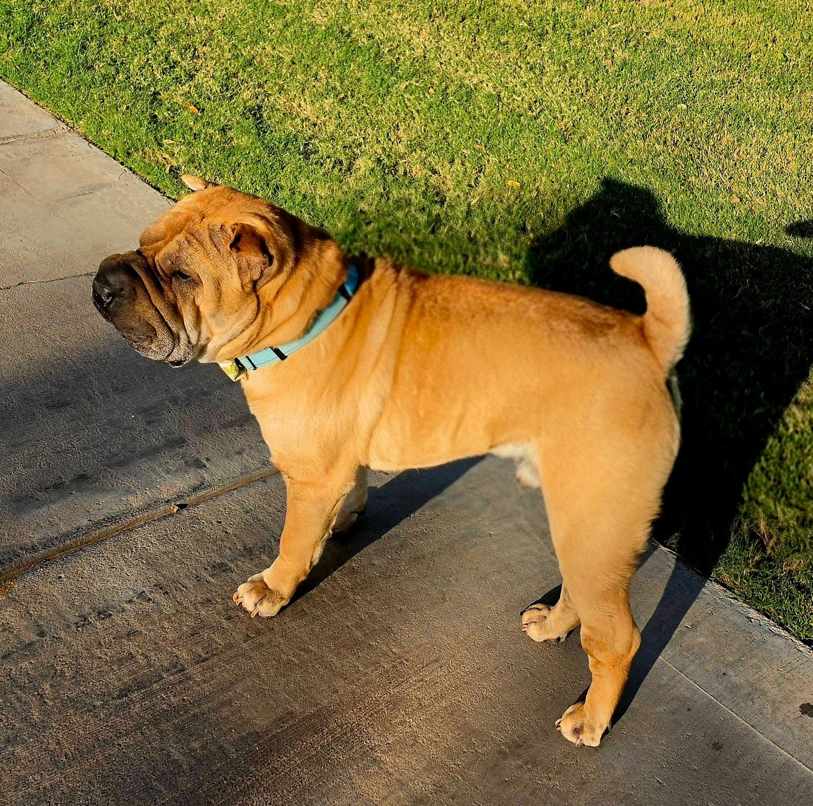 Enlarge Sir Oscar Gnocchi Meatloaf lV, a Adoptable Shar-Pei in Phoenix, AZ image 3/3