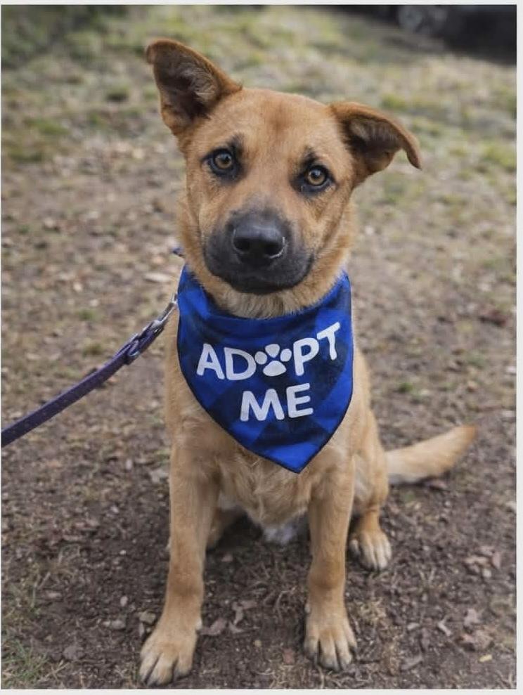 Fig, Adoptable, Young Male German Shepherd Dog.