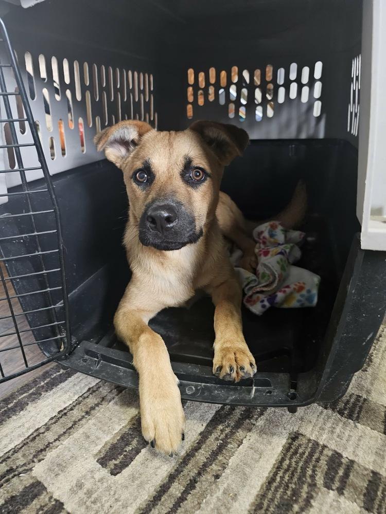 Enlarge Fig, a Adoptable mixed breed in Rockland, WI image 2/4