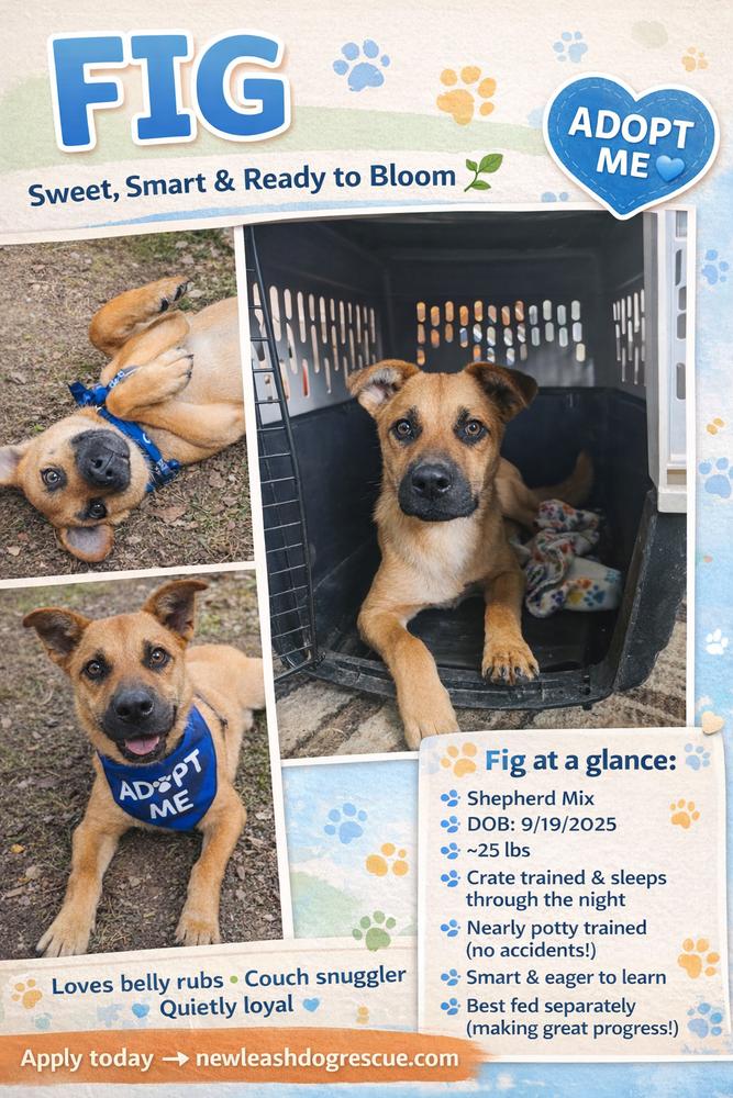 Enlarge Fig, a Adoptable mixed breed in Rockland, WI image 3/4