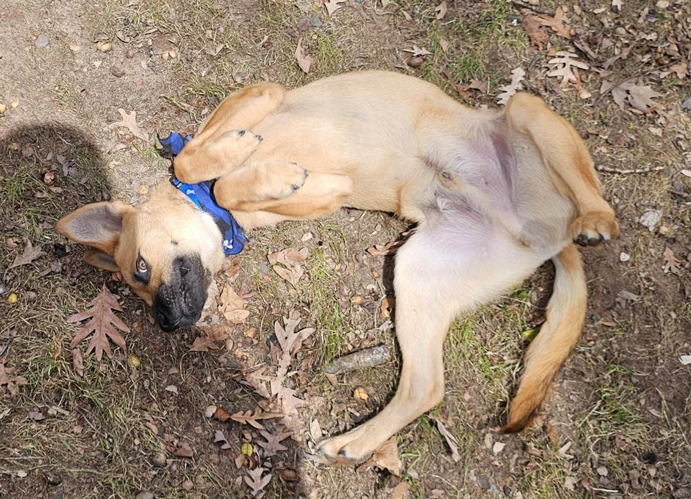Enlarge Fig, a Adoptable mixed breed in Rockland, WI image 4/4