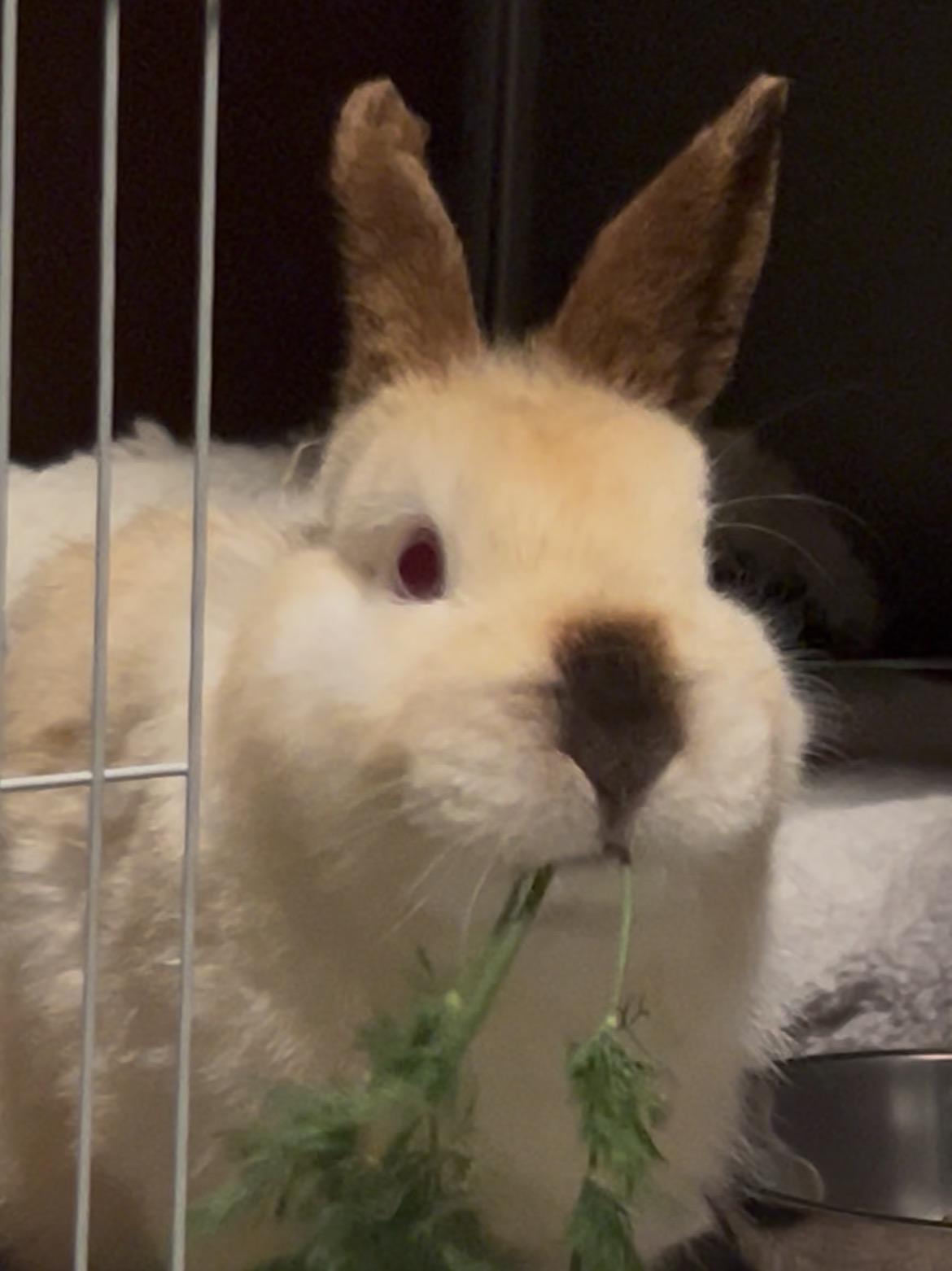 Fiver, ADOPTABLE, Young Male Californian & Netherland Dwarf.