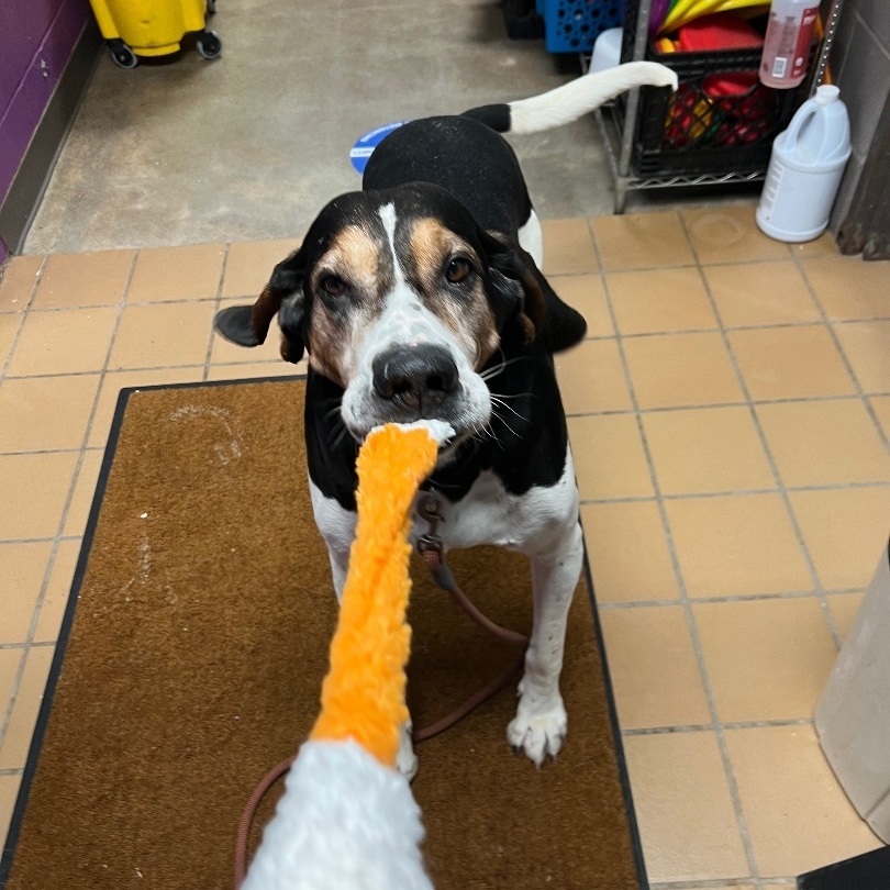 Eeyore, a Adoptable Coonhound in Sault Sainte Marie, MI image 2/5